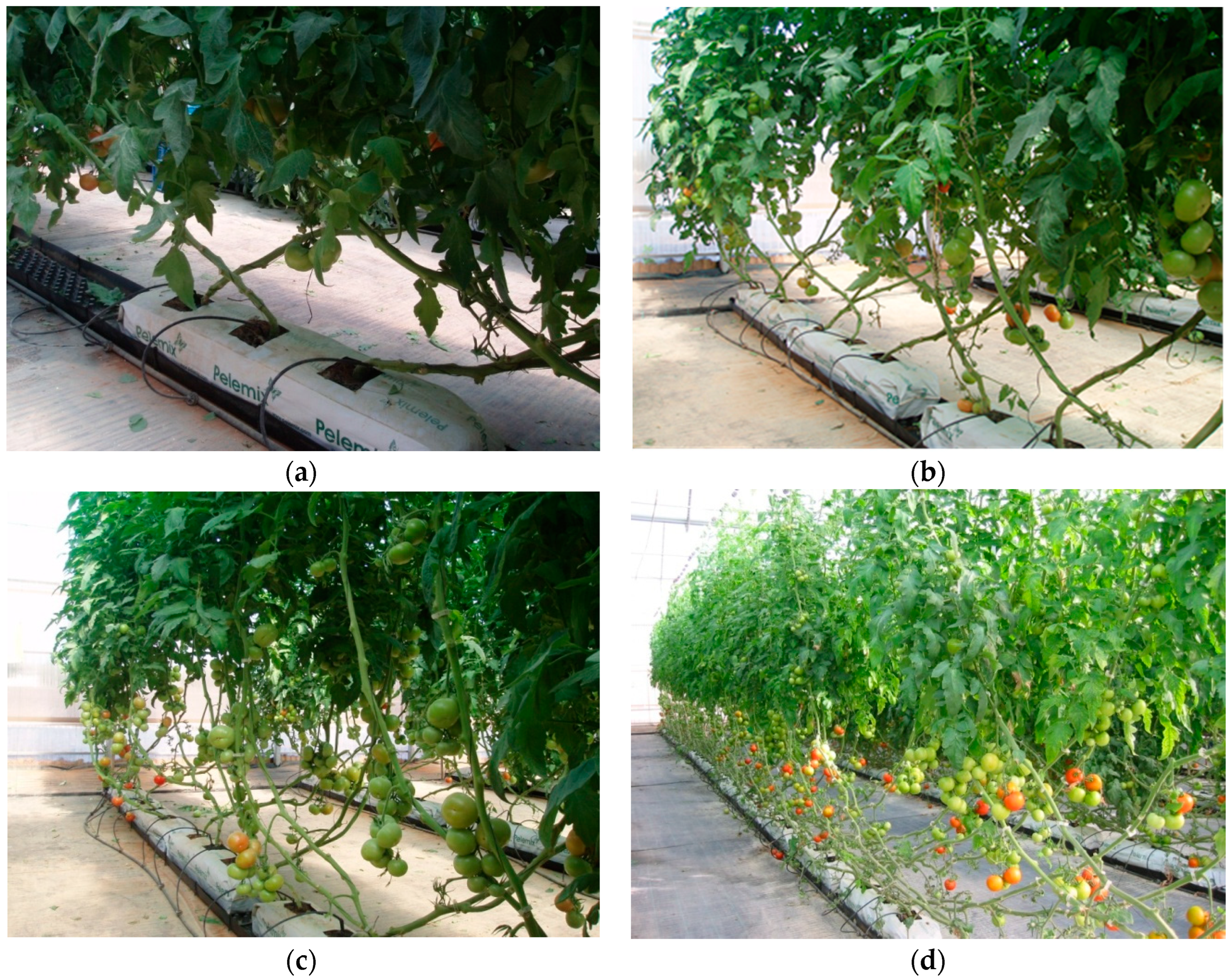 Horticulturae 10 01136 g001 Horticulturae 10 01136 g001