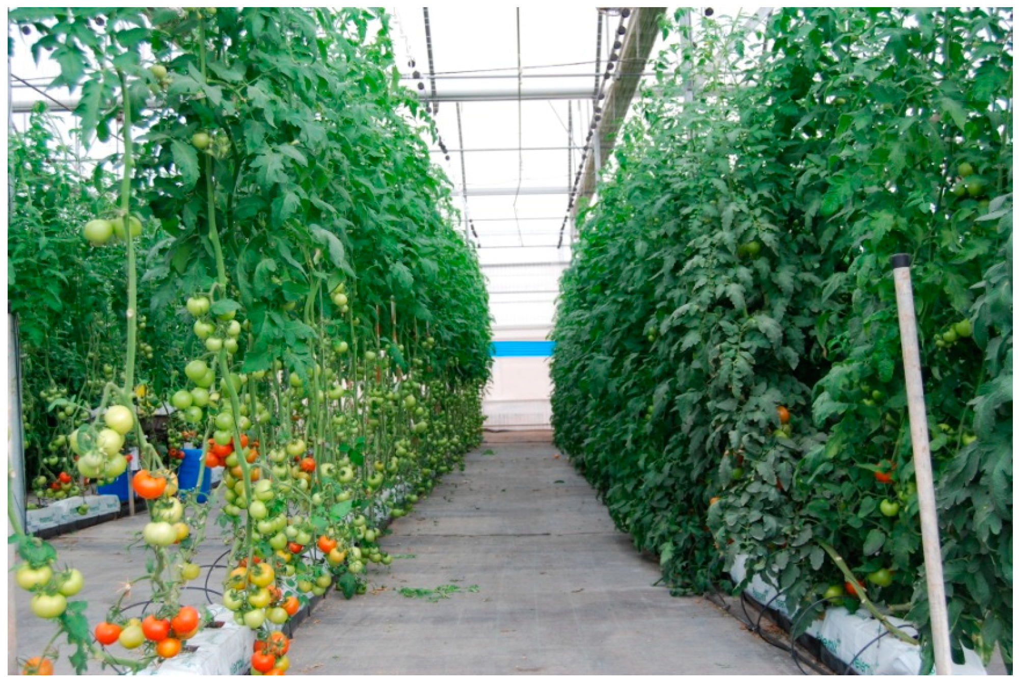 Horticulturae 10 01136 g002 Horticulturae 10 01136 g002