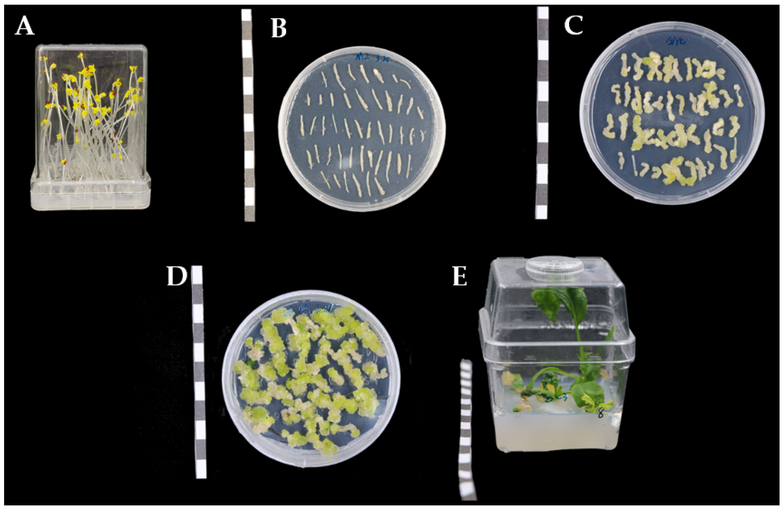 Horticulturae 10 01137 g002 Horticulturae 10 01137 g002