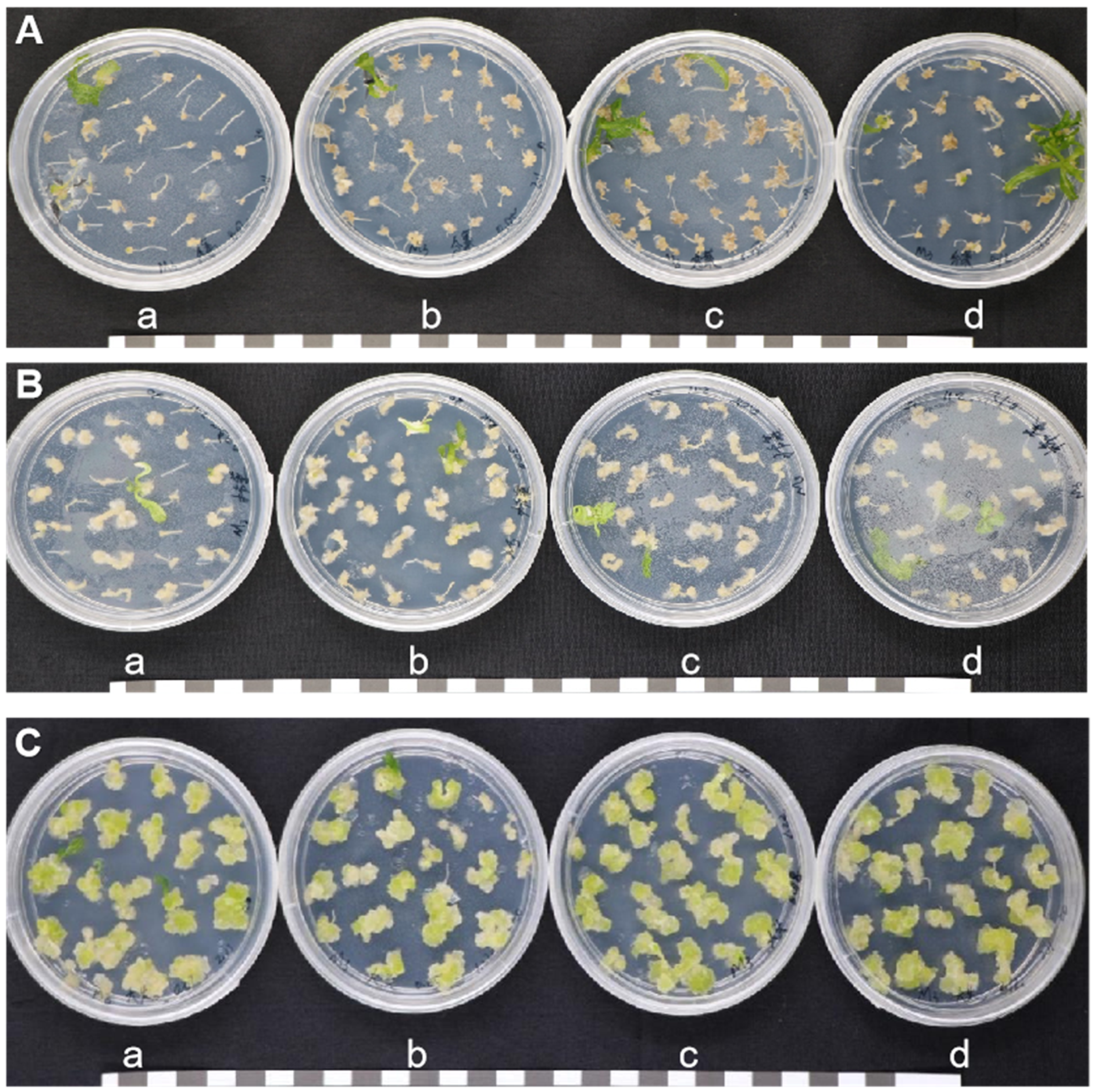 Horticulturae 10 01137 g003 Horticulturae 10 01137 g003