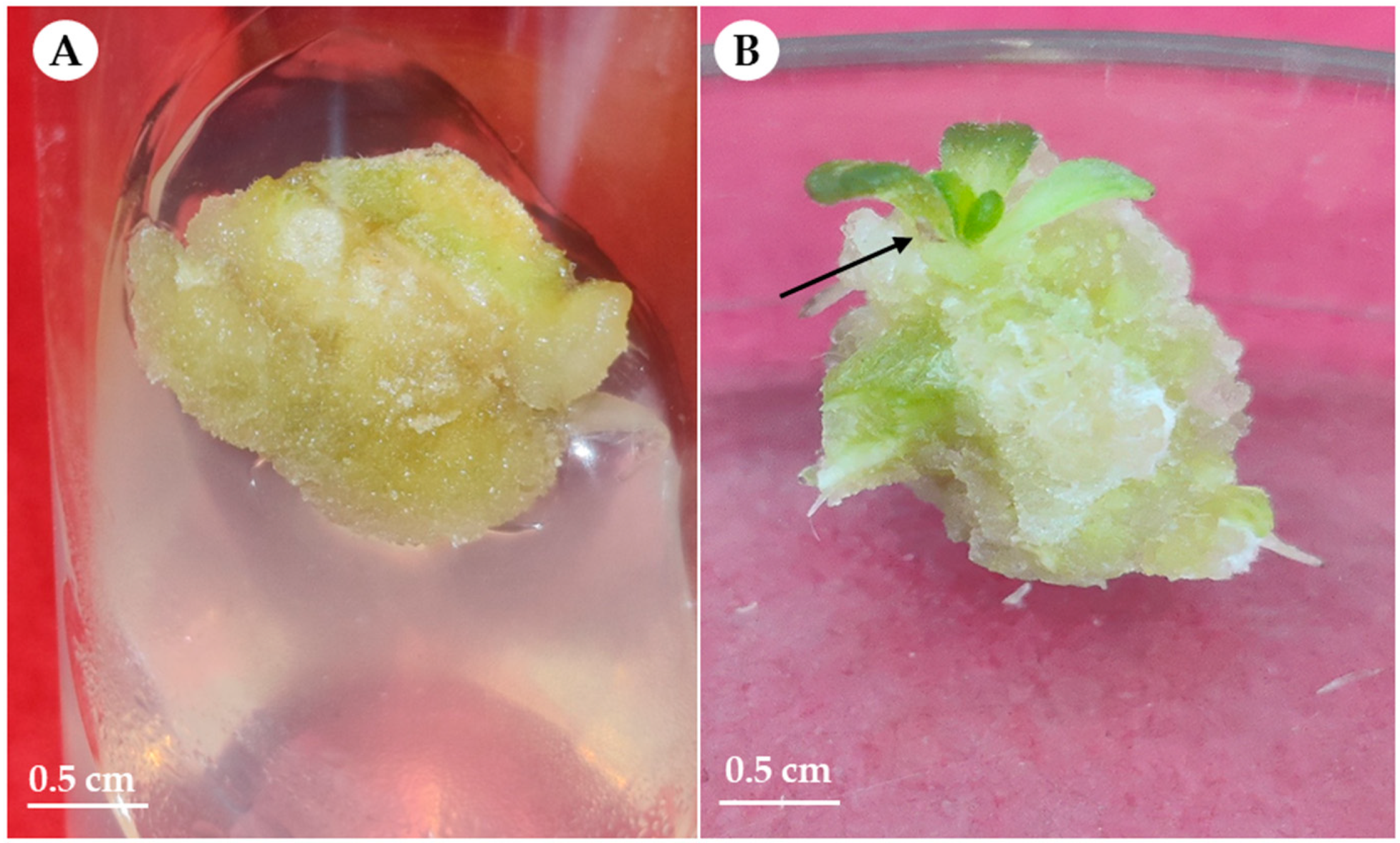 Horticulturae 10 01138 g001