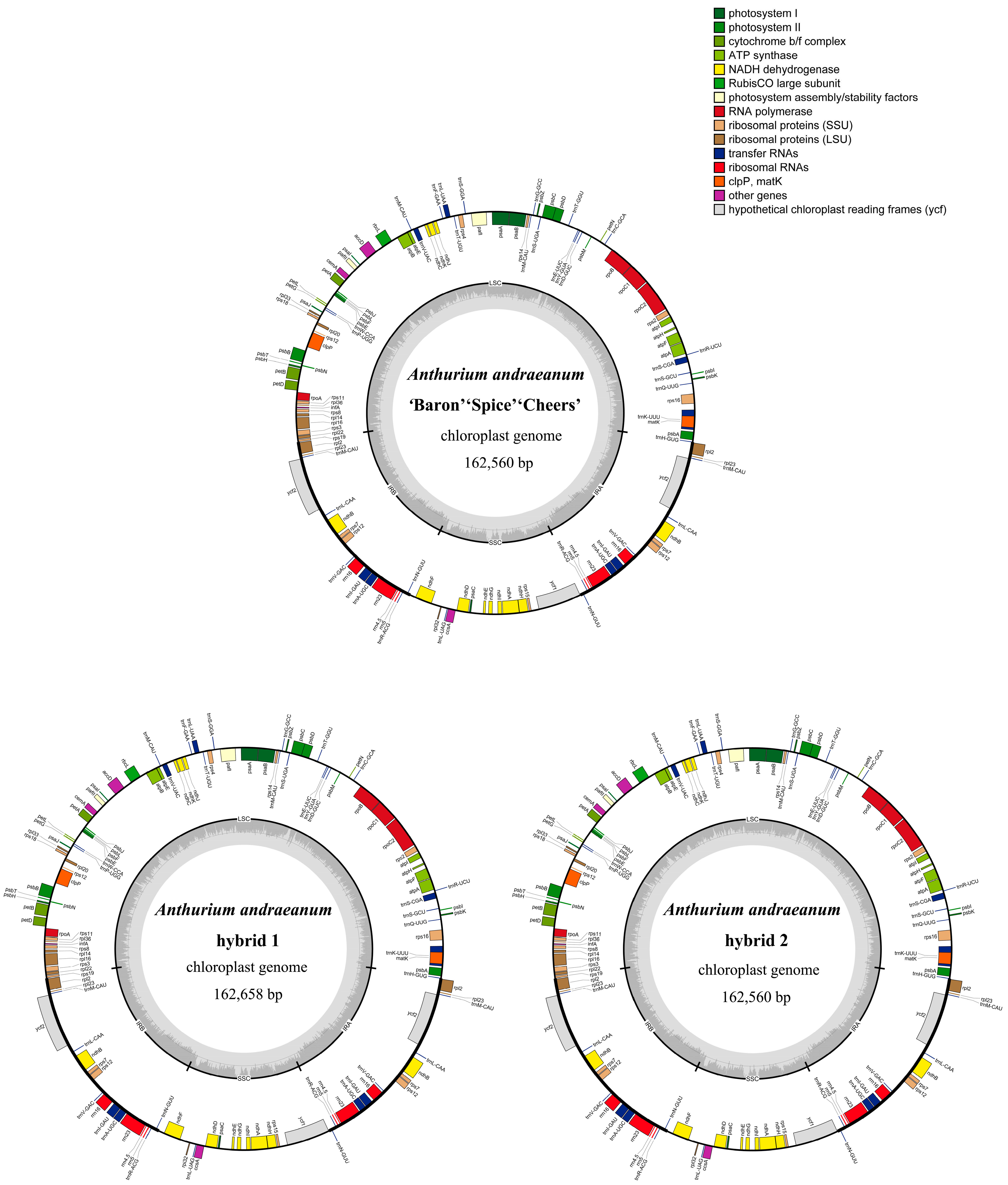 Horticulturae 10 01146 g002