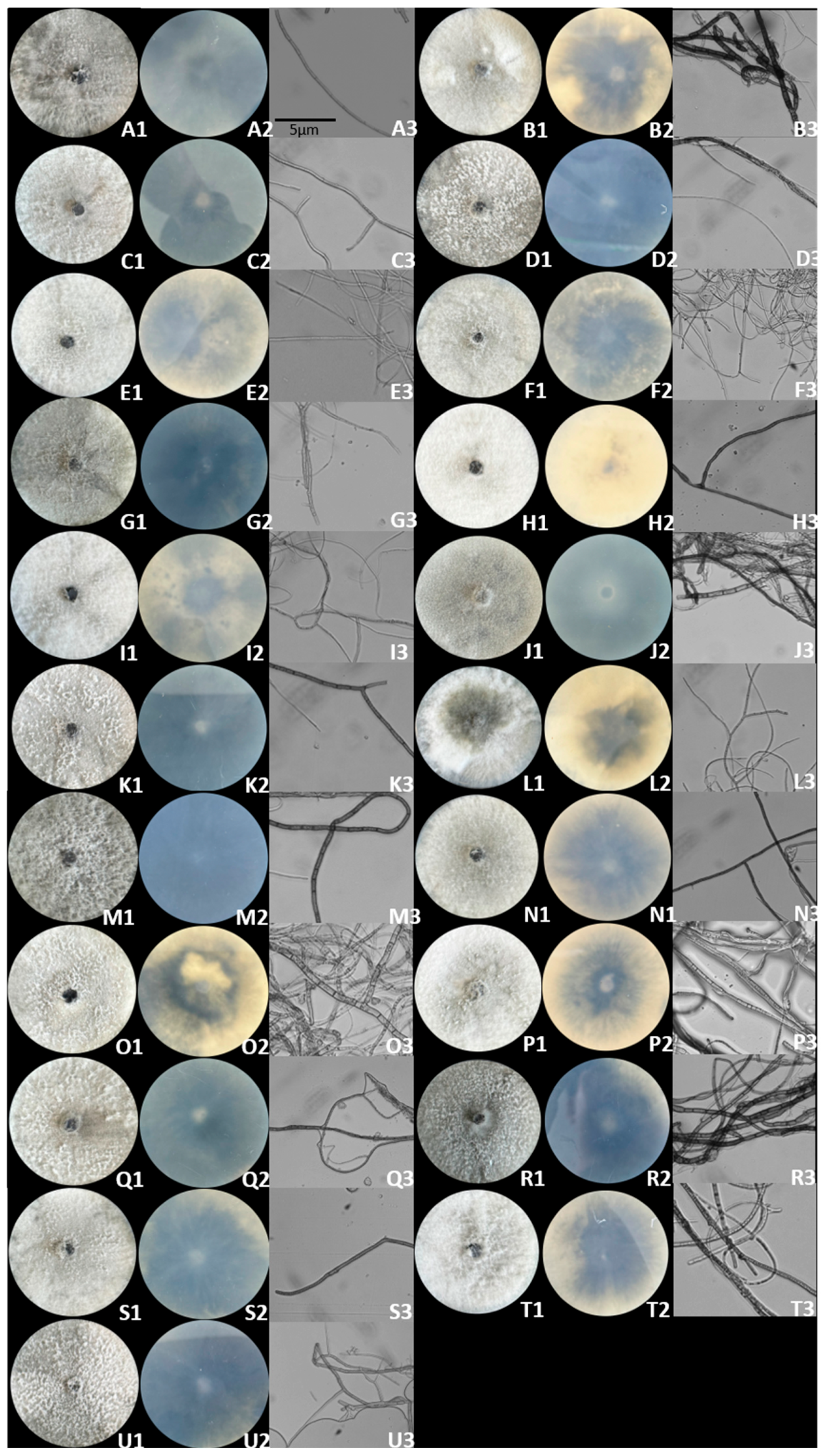 Horticulturae 10 01152 g002