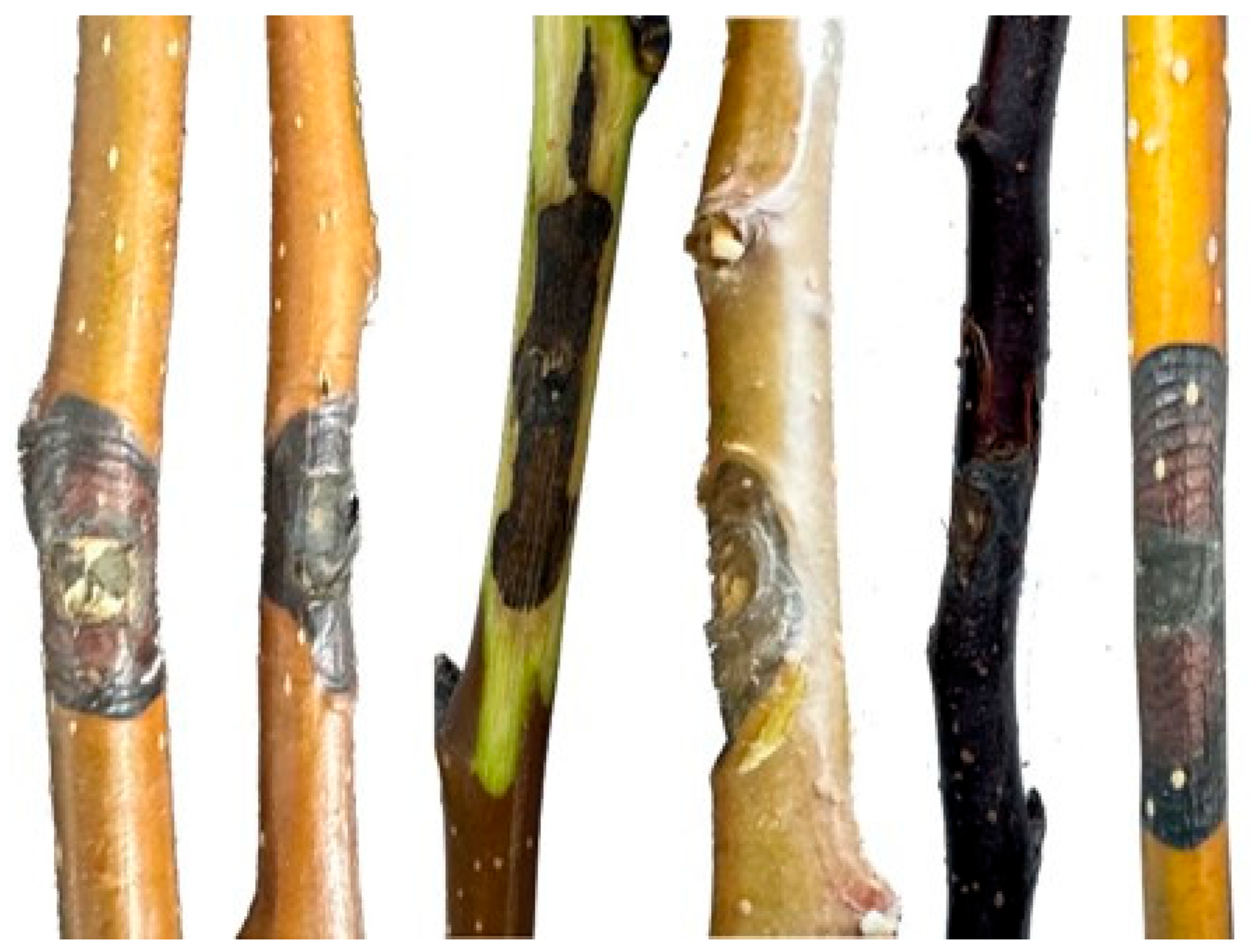 Horticulturae 10 01152 g004