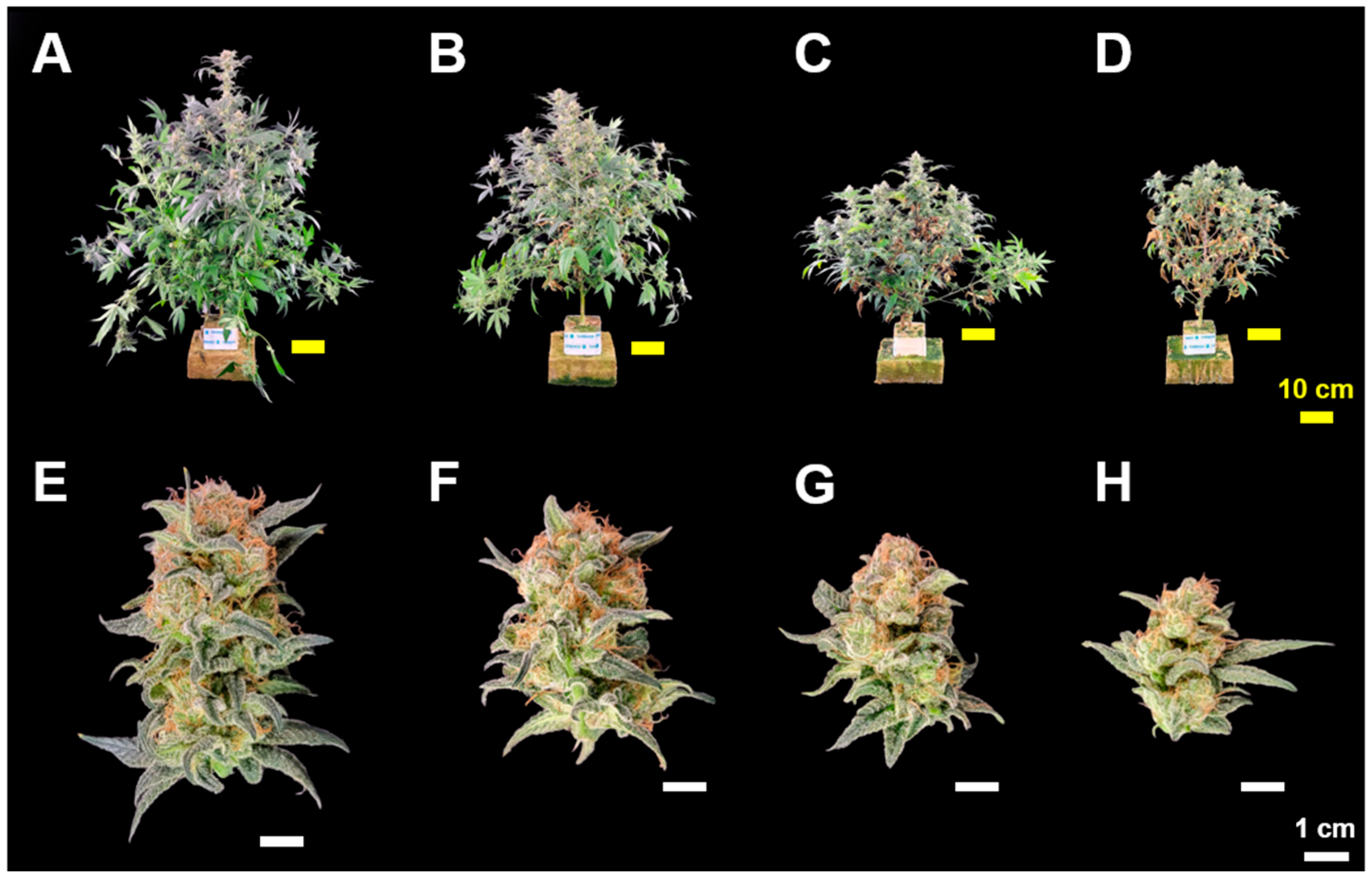 Horticulturae 10 01165 g004