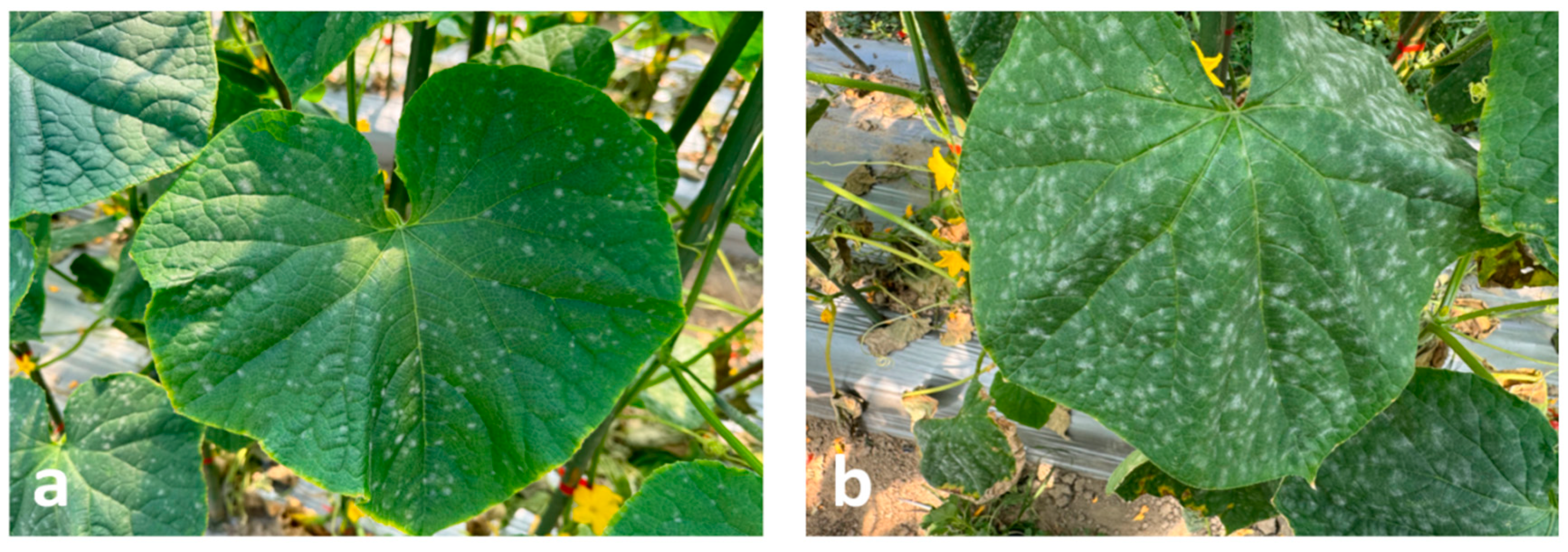 Horticulturae 10 01166 g001a