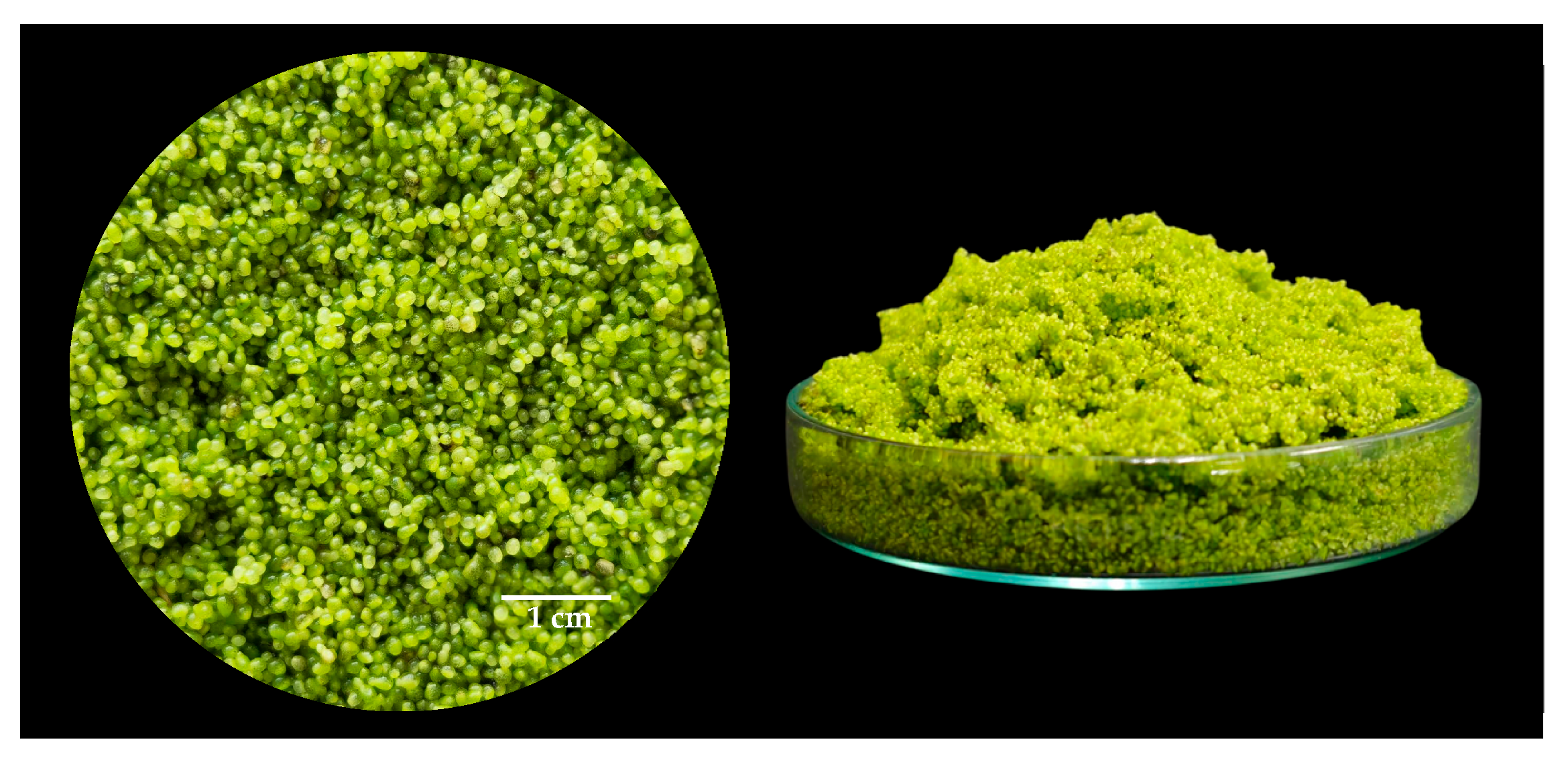 Horticulturae 10 01171 g001