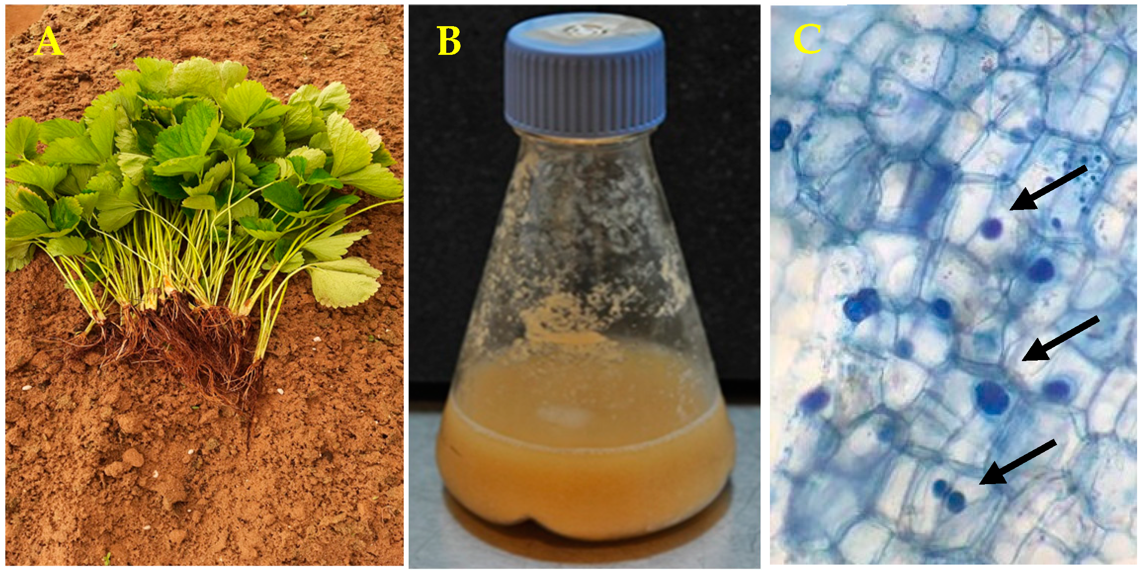 Horticulturae 10 01174 g001 Horticulturae 10 01174 g001