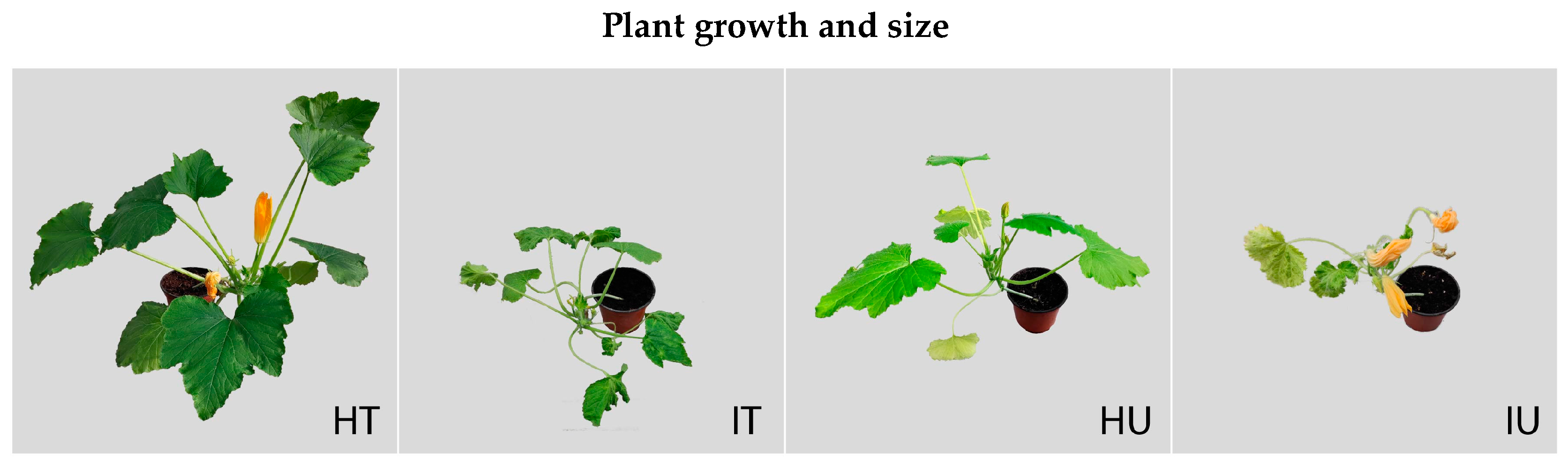 Horticulturae 10 01176 g002