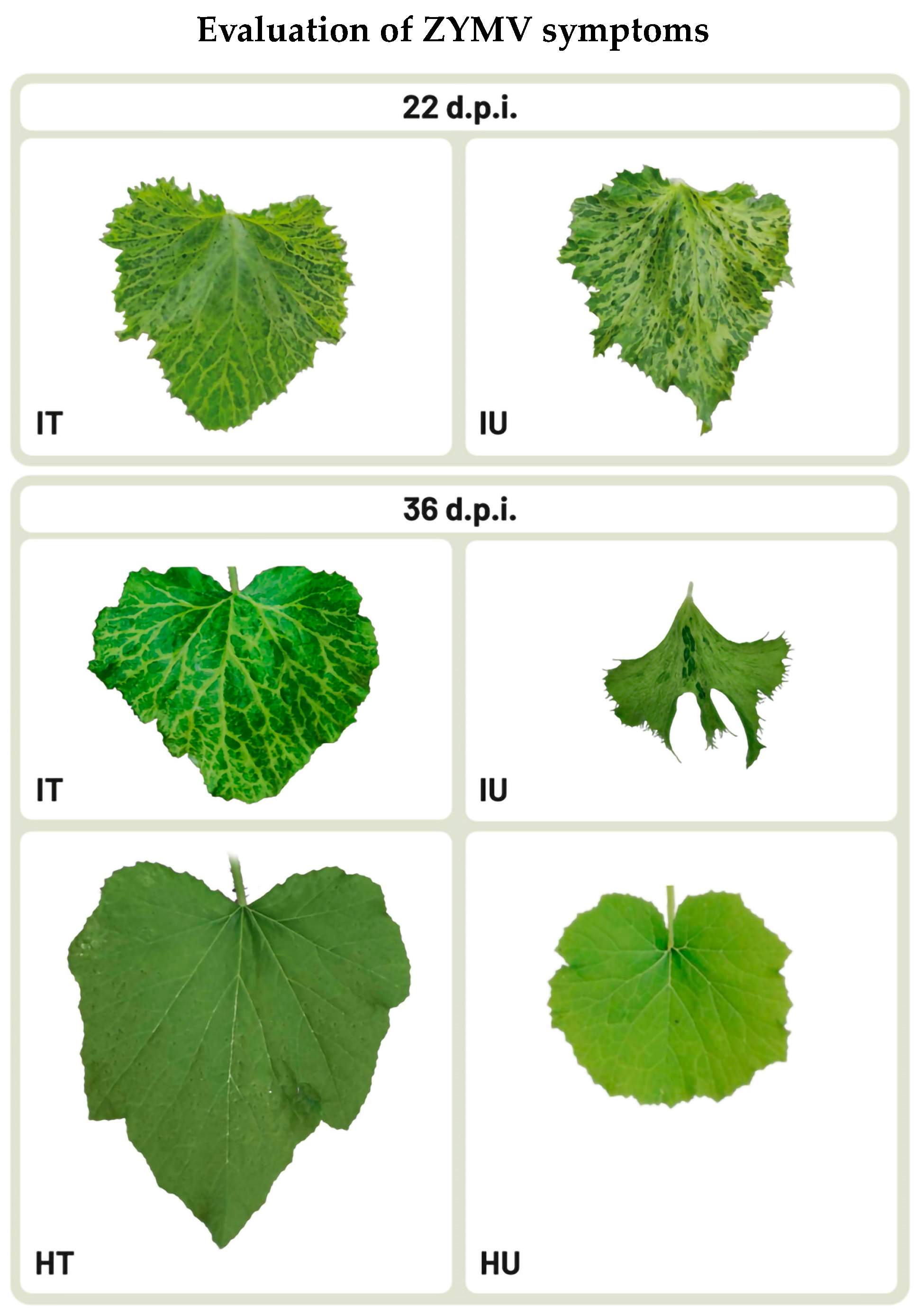 Horticulturae 10 01176 g004