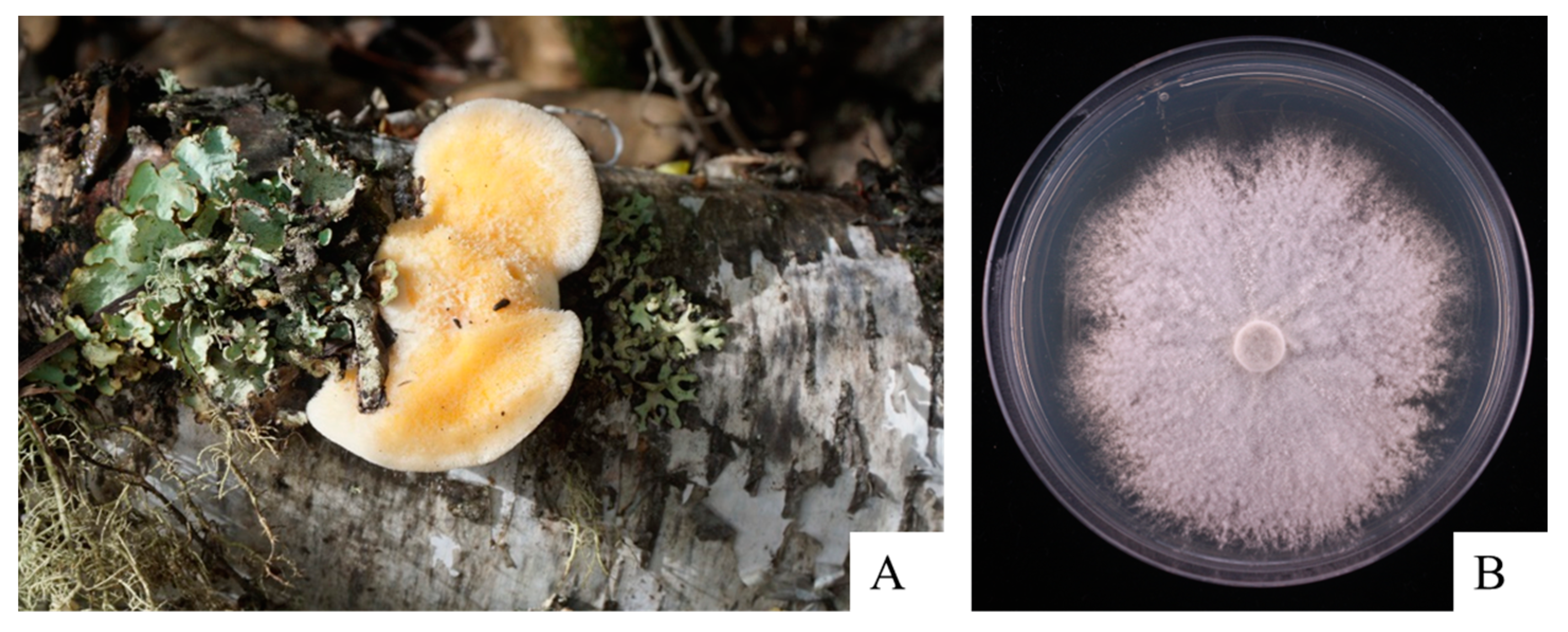 Horticulturae 10 01177 g001