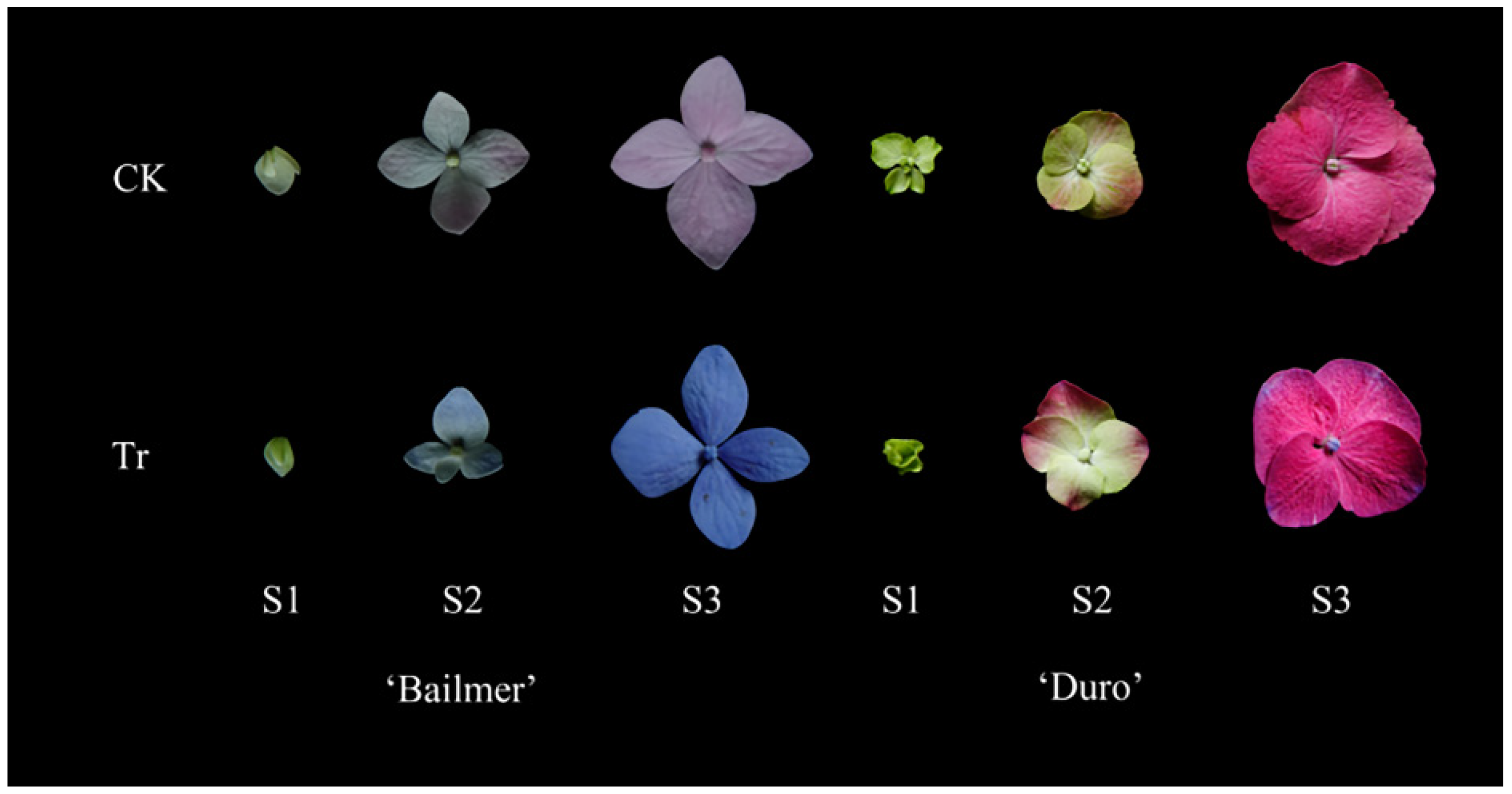 Horticulturae 10 01180 g001 Horticulturae 10 01180 g001