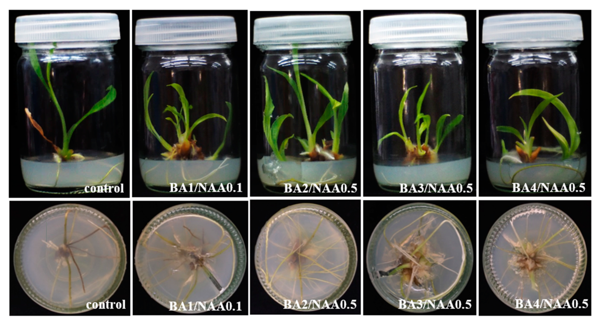 Horticulturae 10 01181 g001