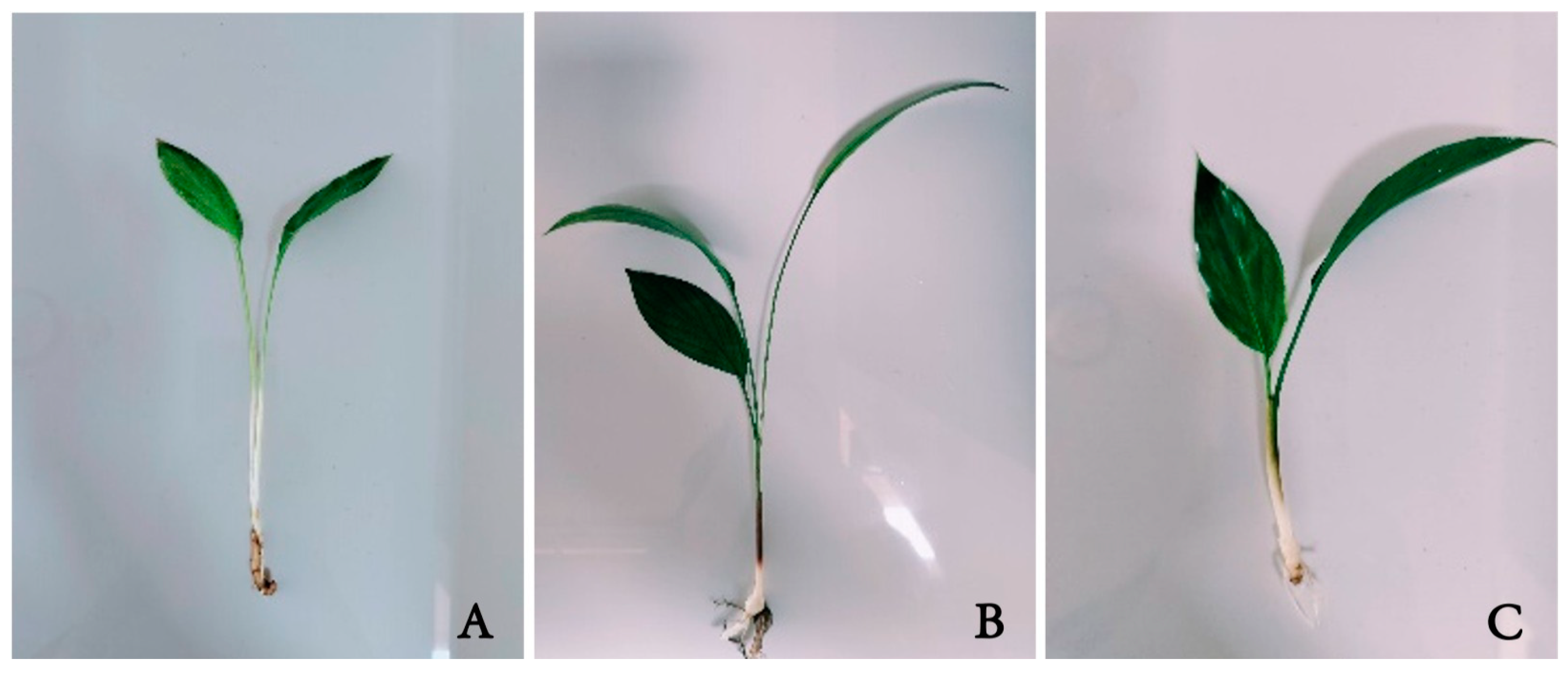 Horticulturae 10 01181 g004