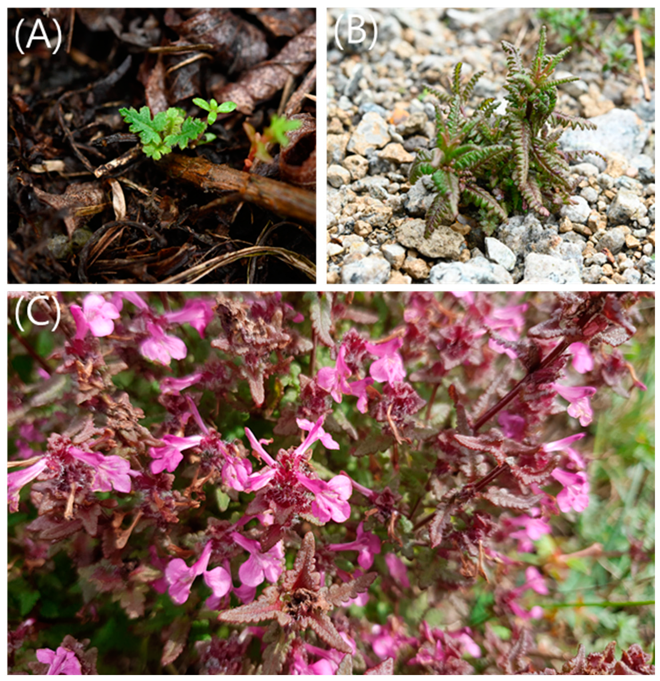 Horticulturae 10 01188 g001