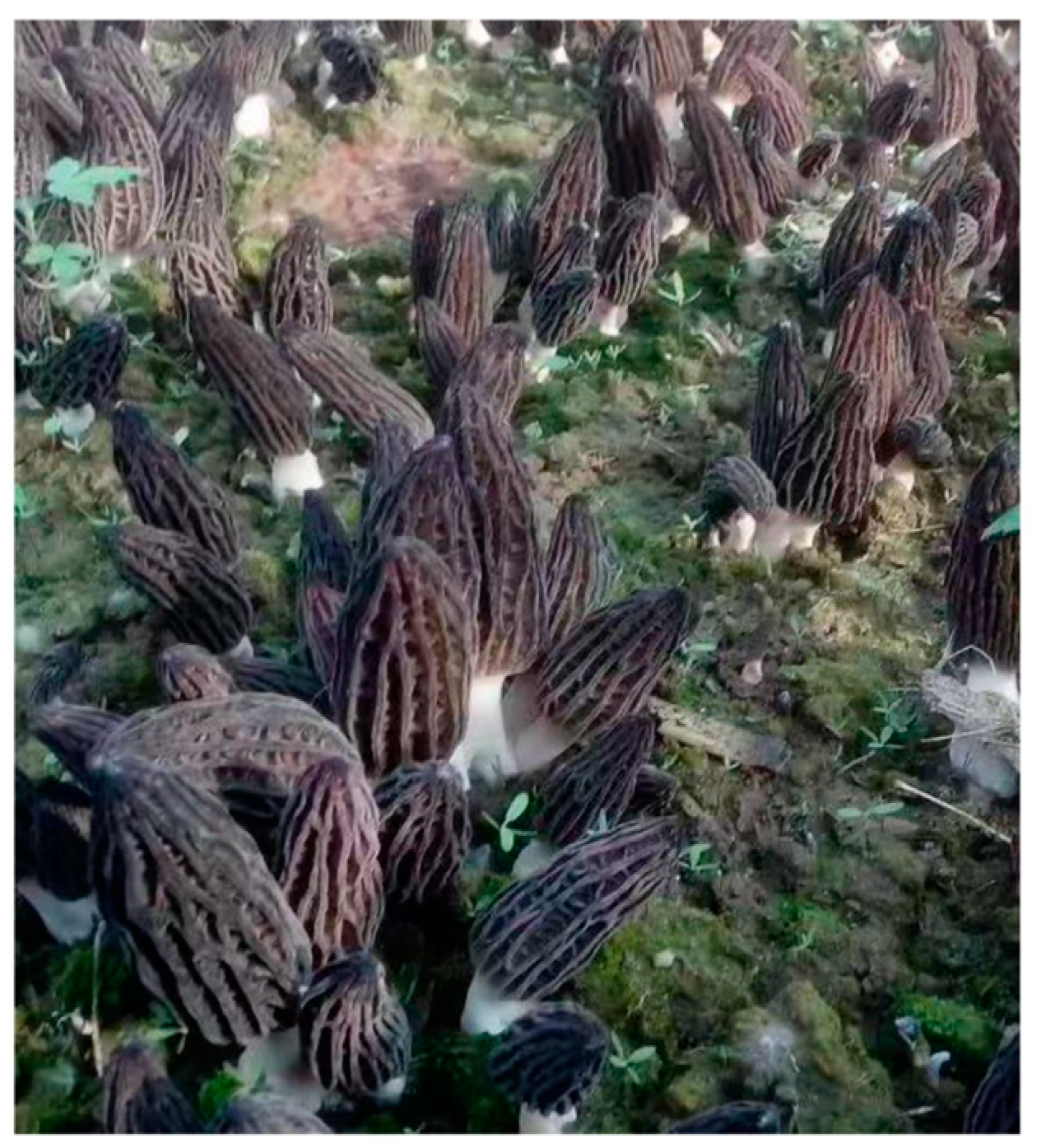 Horticulturae 10 01189 g001