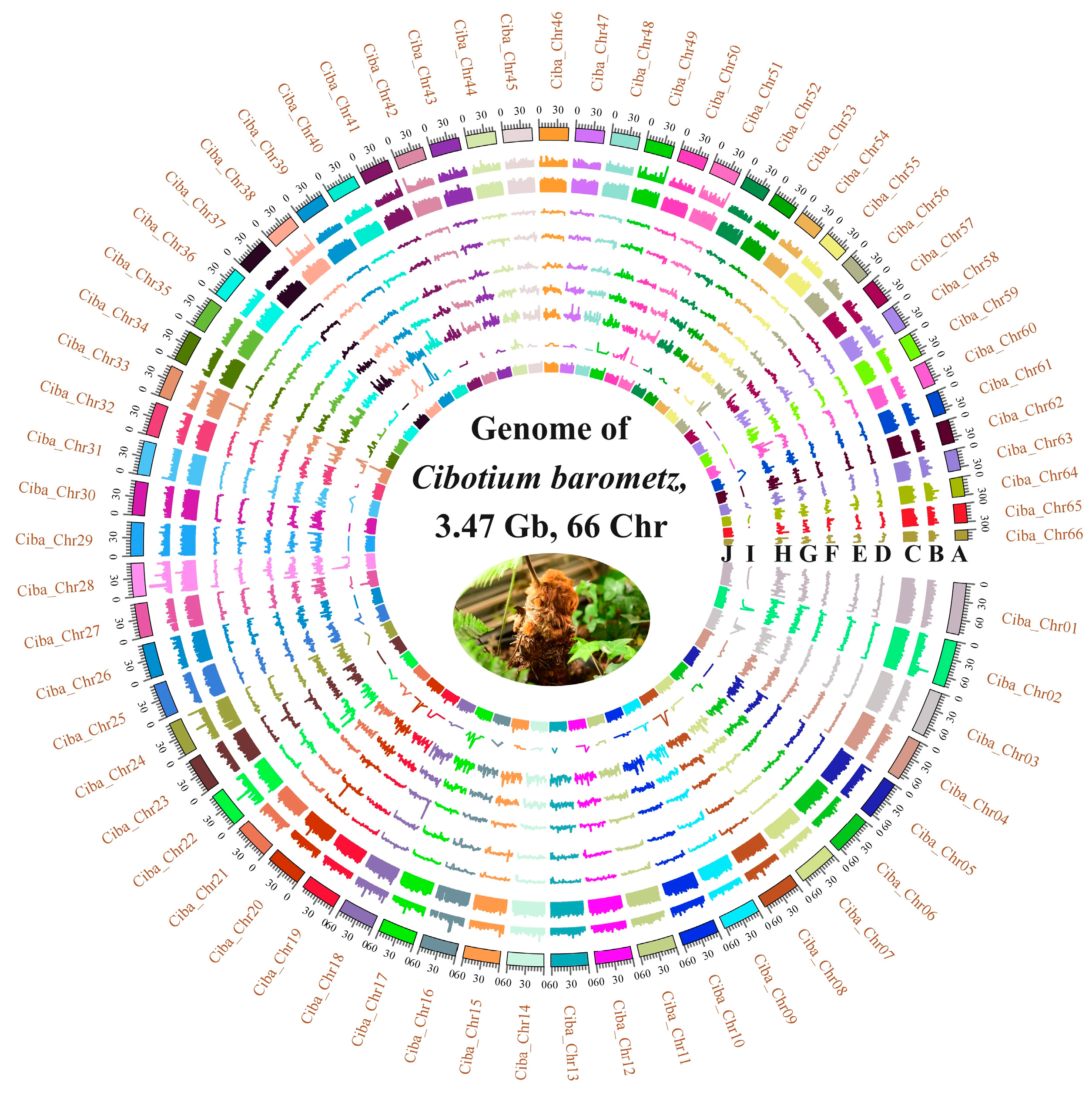 Horticulturae 10 01191 g001