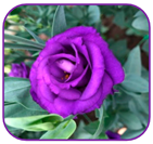 Horticulturae 10 01193 i001