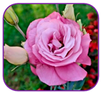 Horticulturae 10 01193 i002