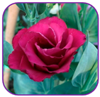 Horticulturae 10 01193 i003