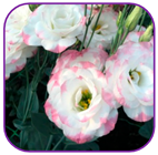 Horticulturae 10 01193 i004