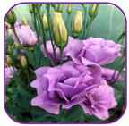 Horticulturae 10 01193 i005