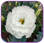 Horticulturae 10 01193 i009