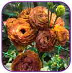 Horticulturae 10 01193 i010