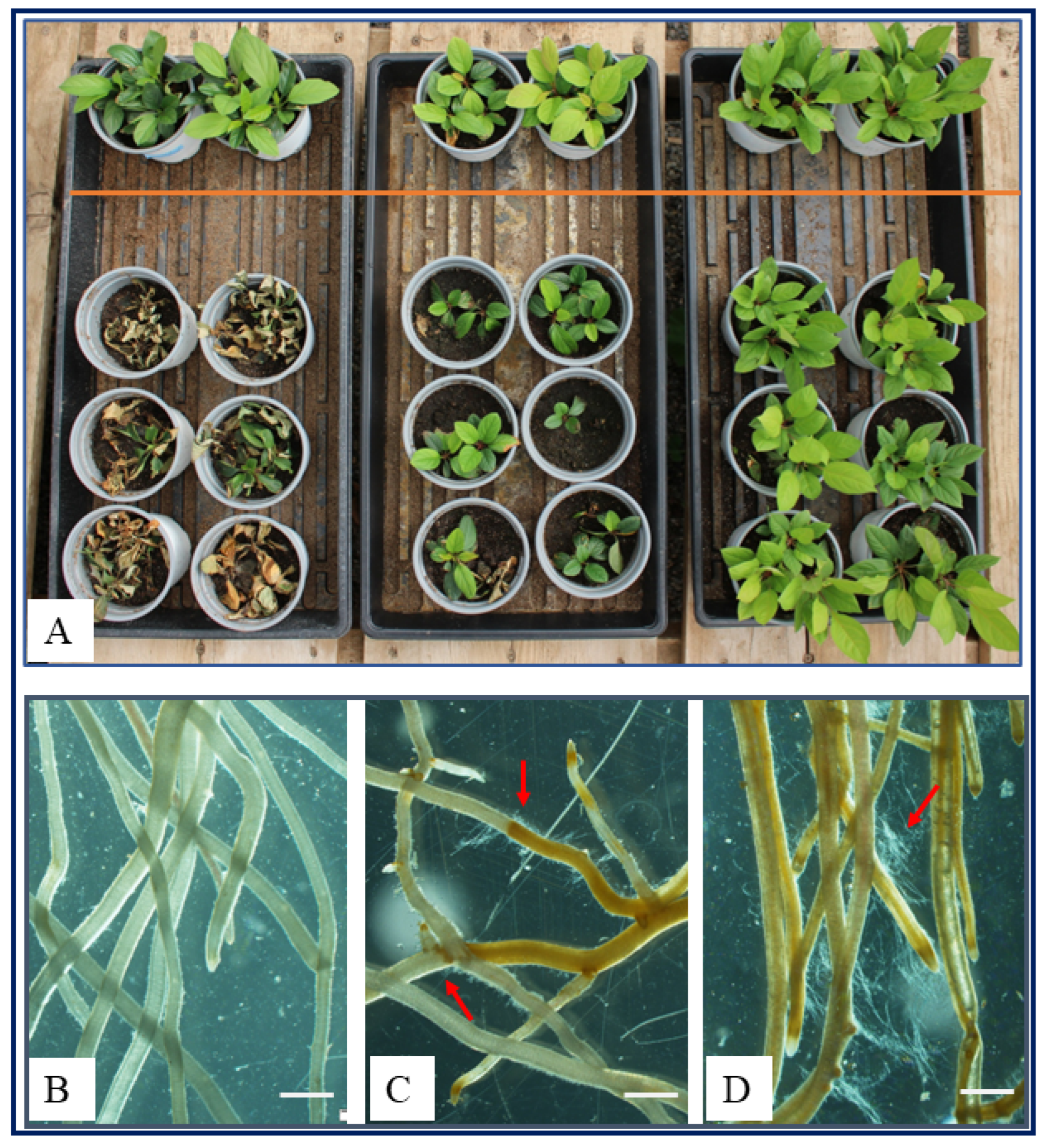 Horticulturae 10 01204 g001