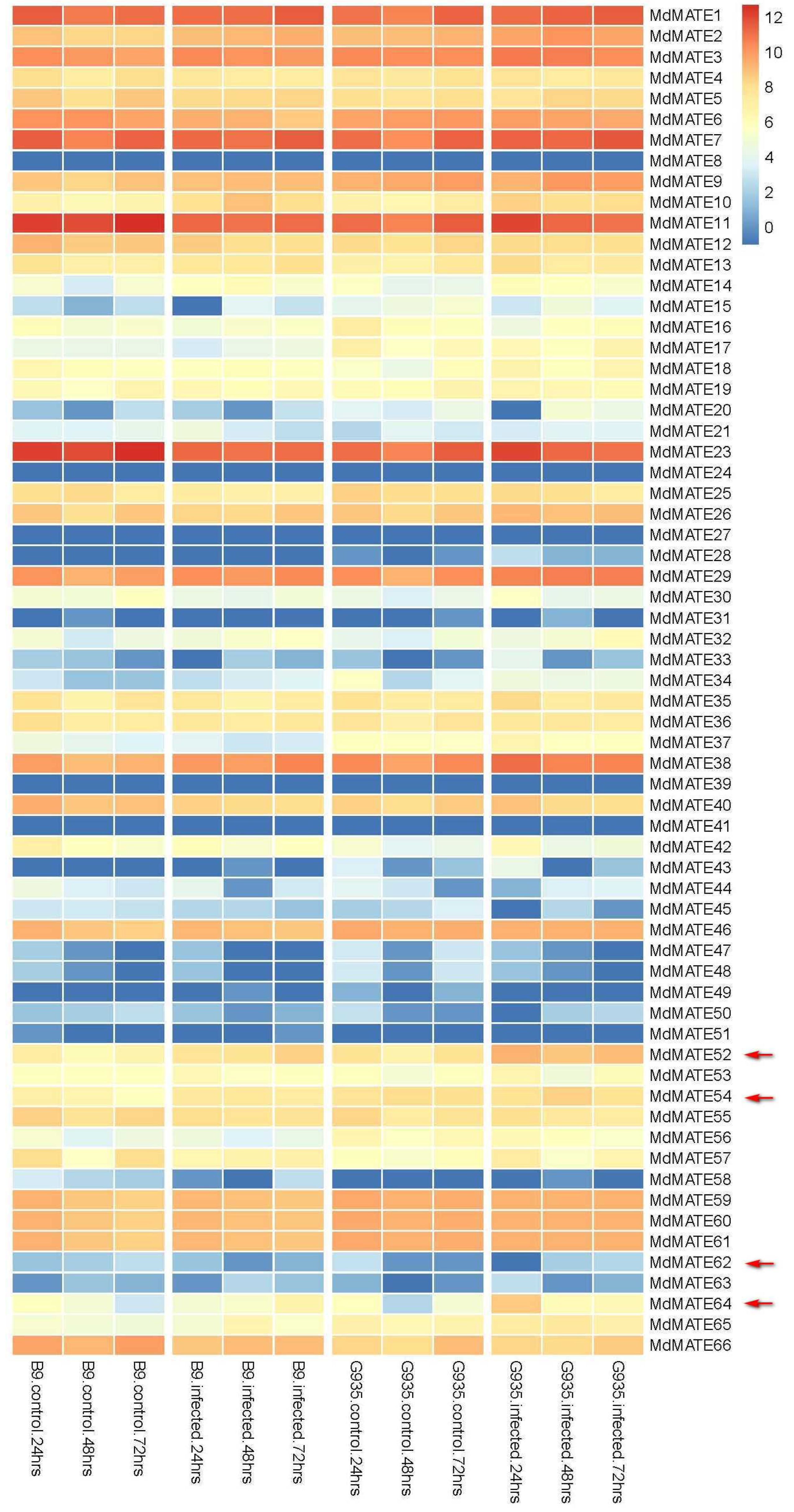 Horticulturae 10 01204 g002
