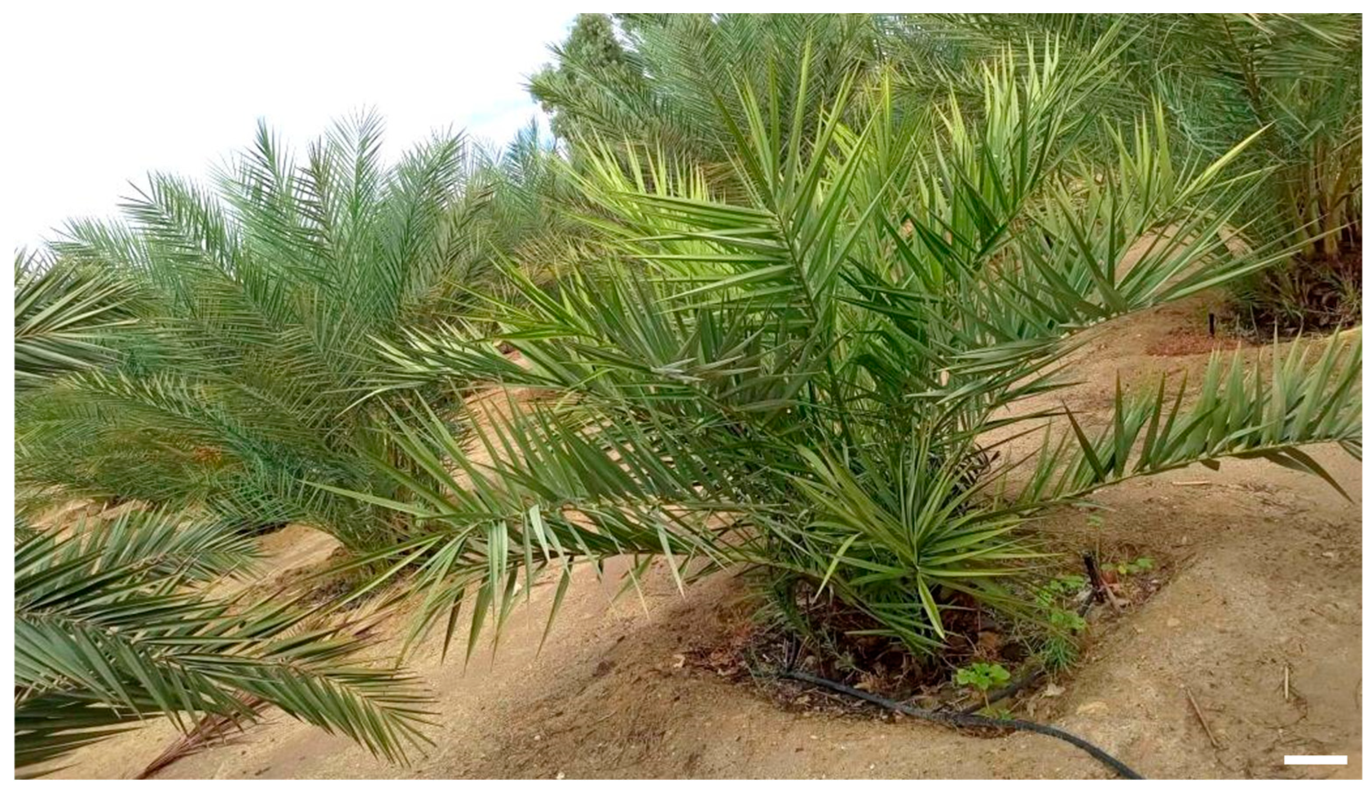 Horticulturae 10 01206 g003