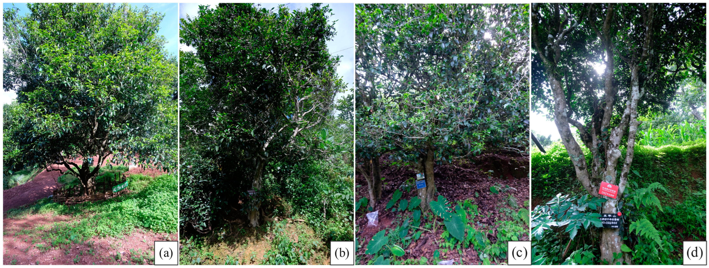 Horticulturae 10 01207 g001