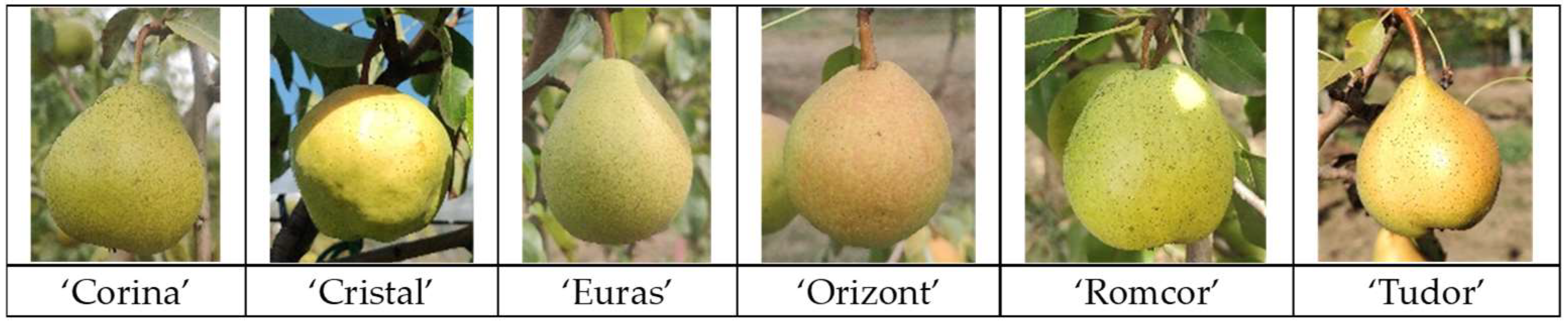 Horticulturae 10 01209 g001