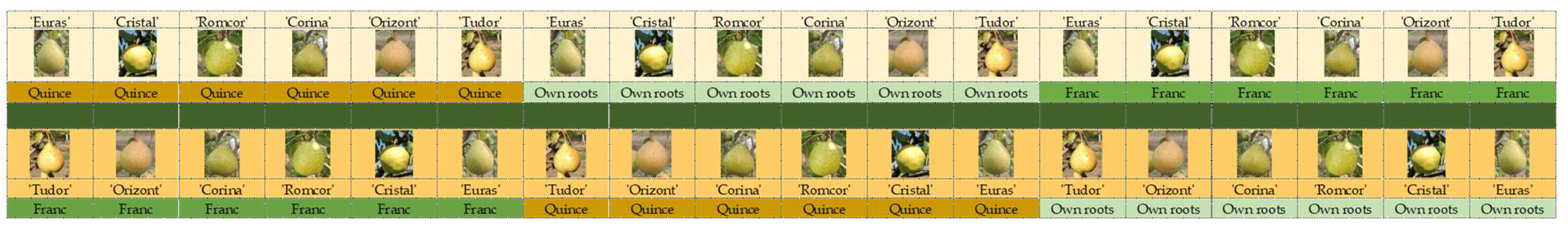 Horticulturae 10 01209 g002