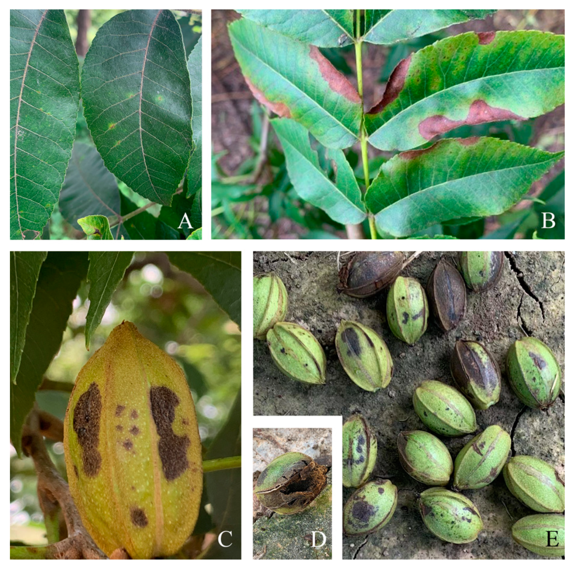 Horticulturae 10 01212 g001