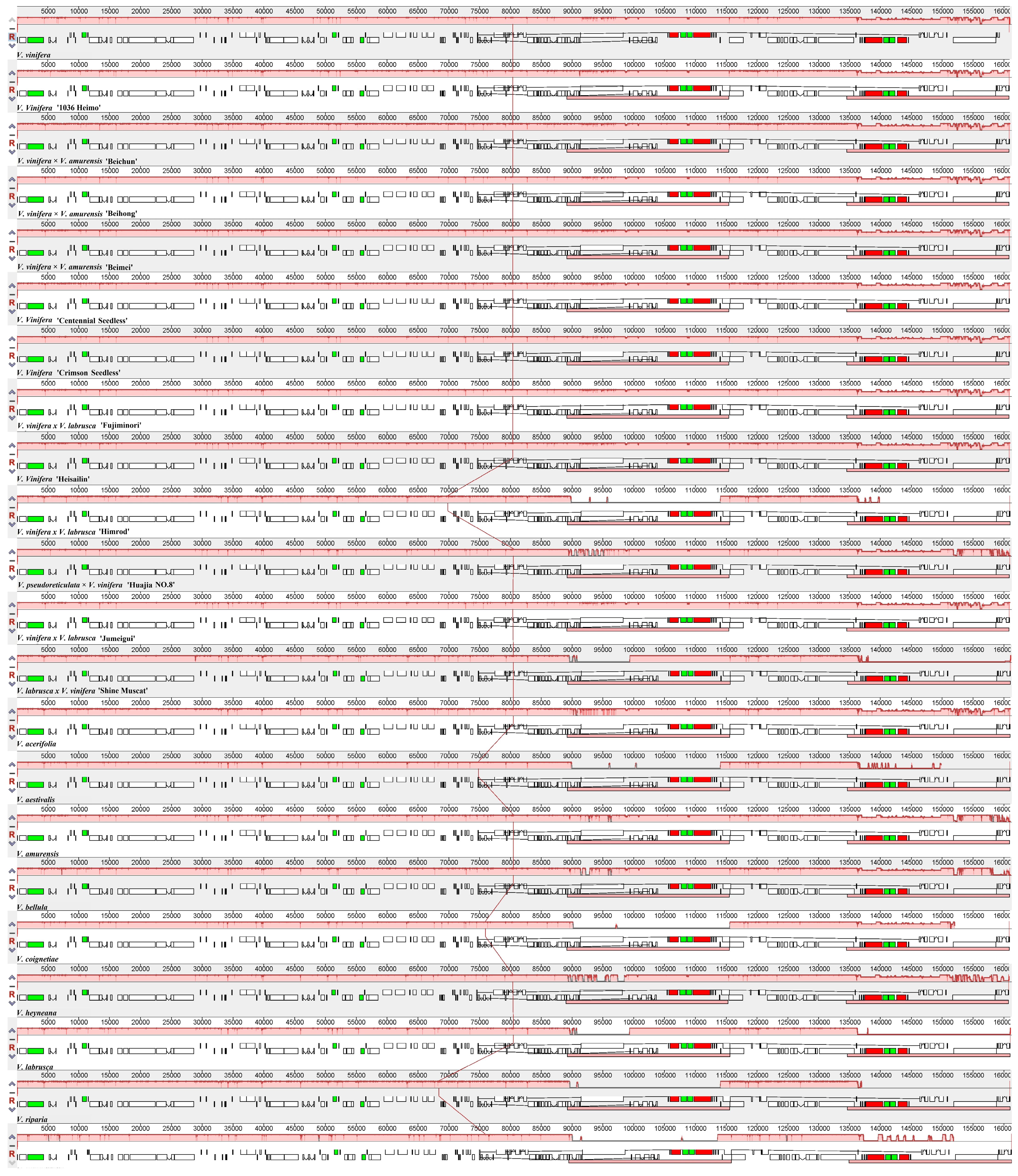 Horticulturae 10 01218 g006