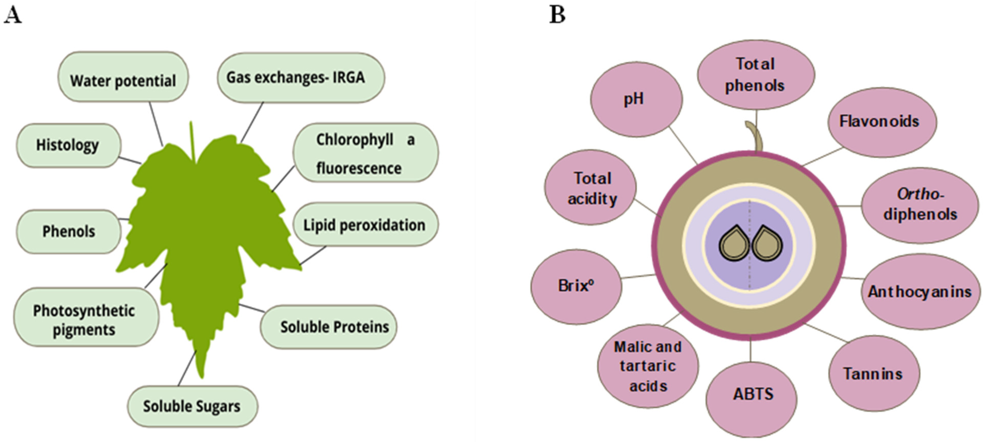 Horticulturae 10 01224 g002