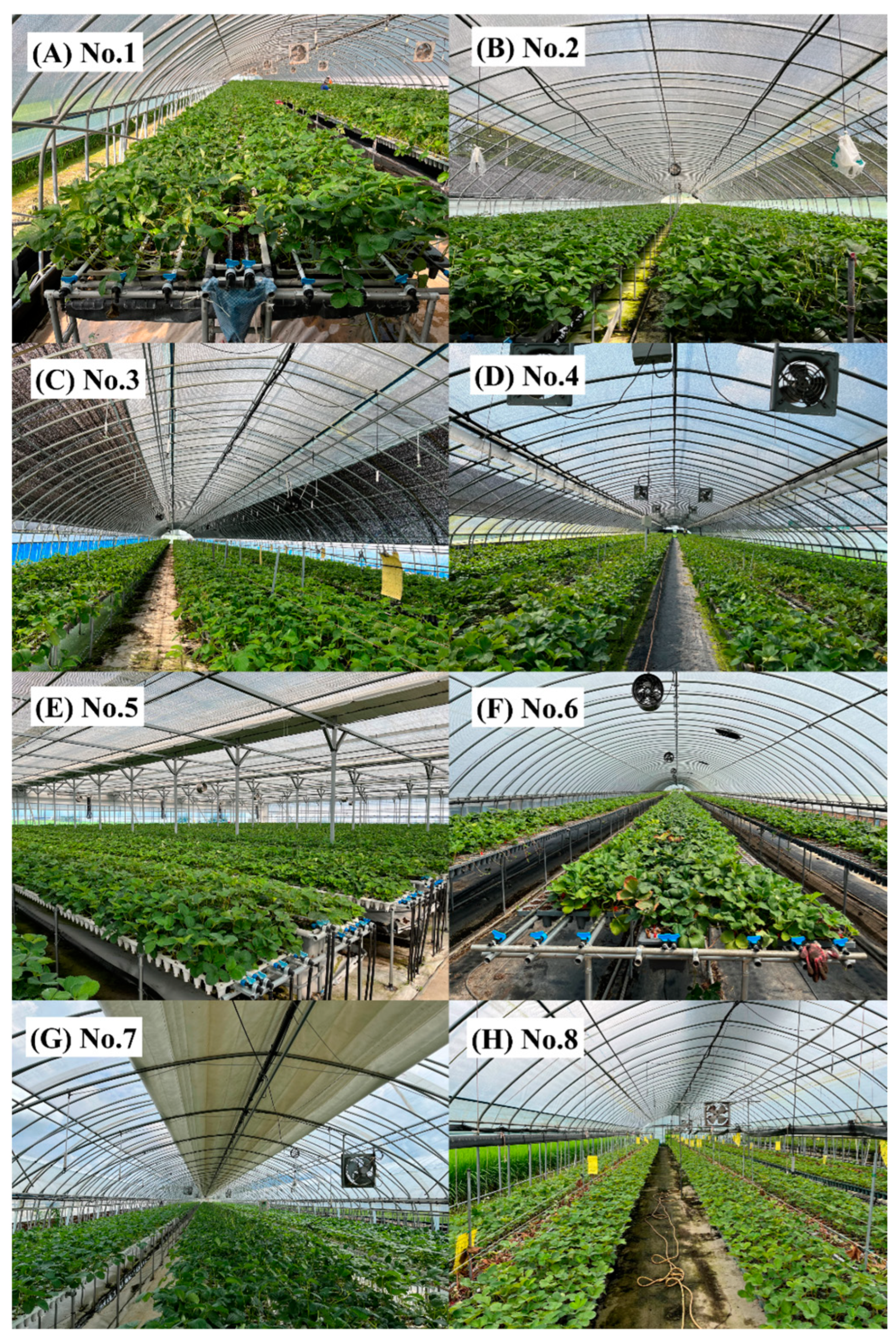 Horticulturae 10 01227 g001