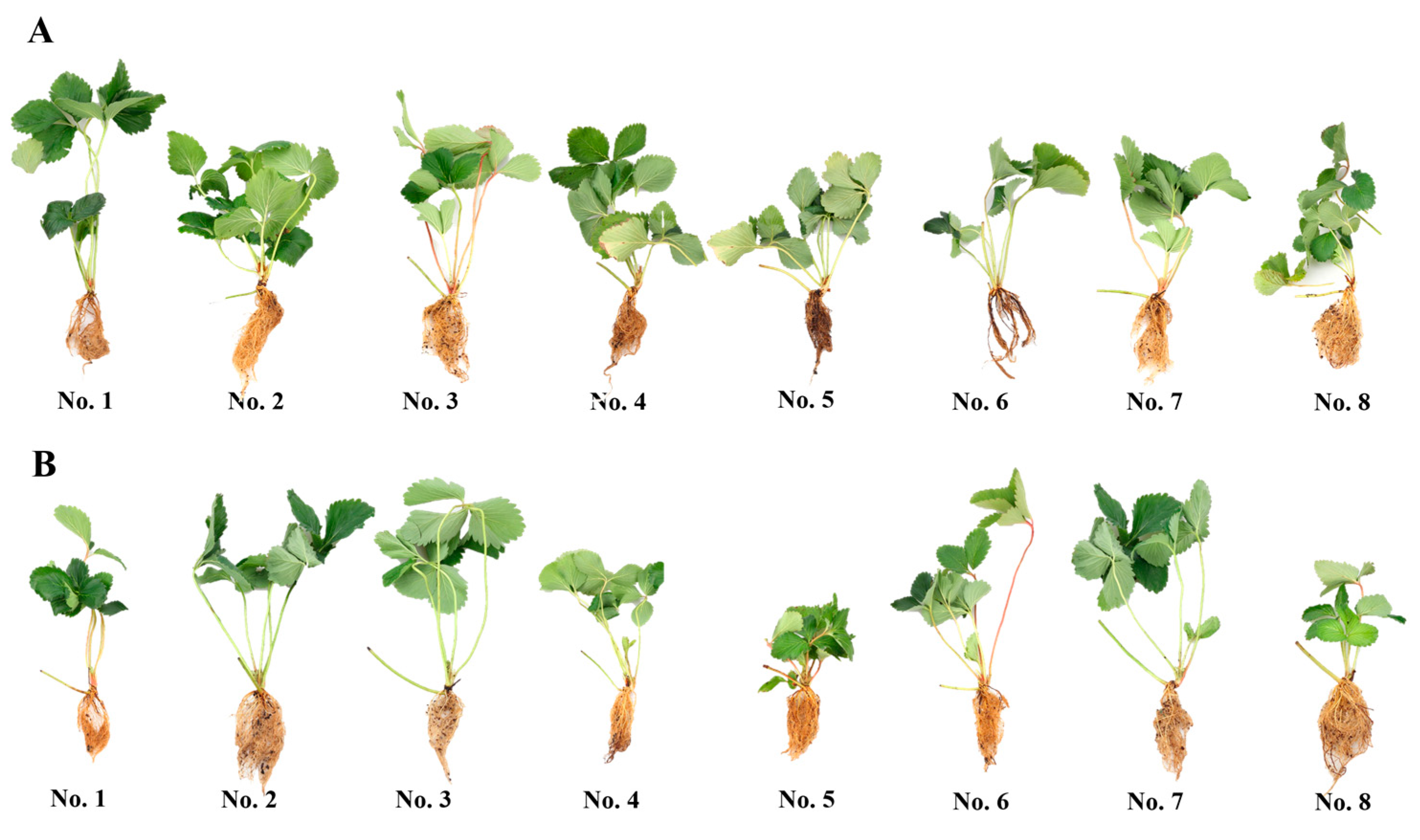Horticulturae 10 01227 g004