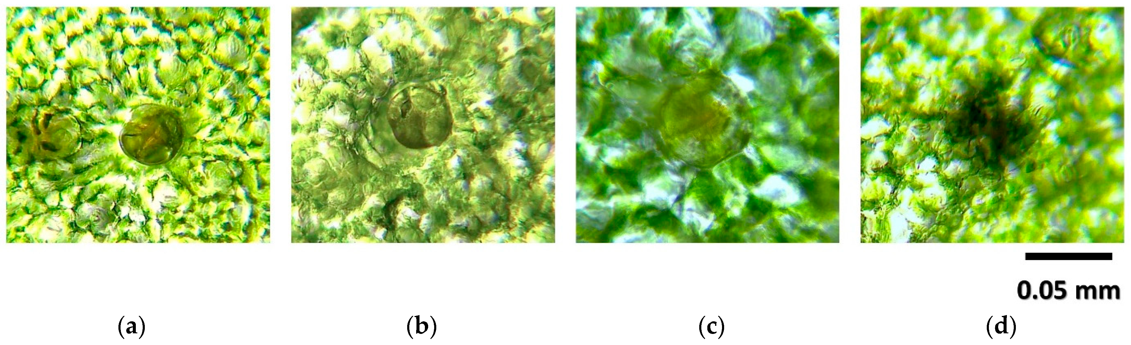 Horticulturae 10 01231 g003