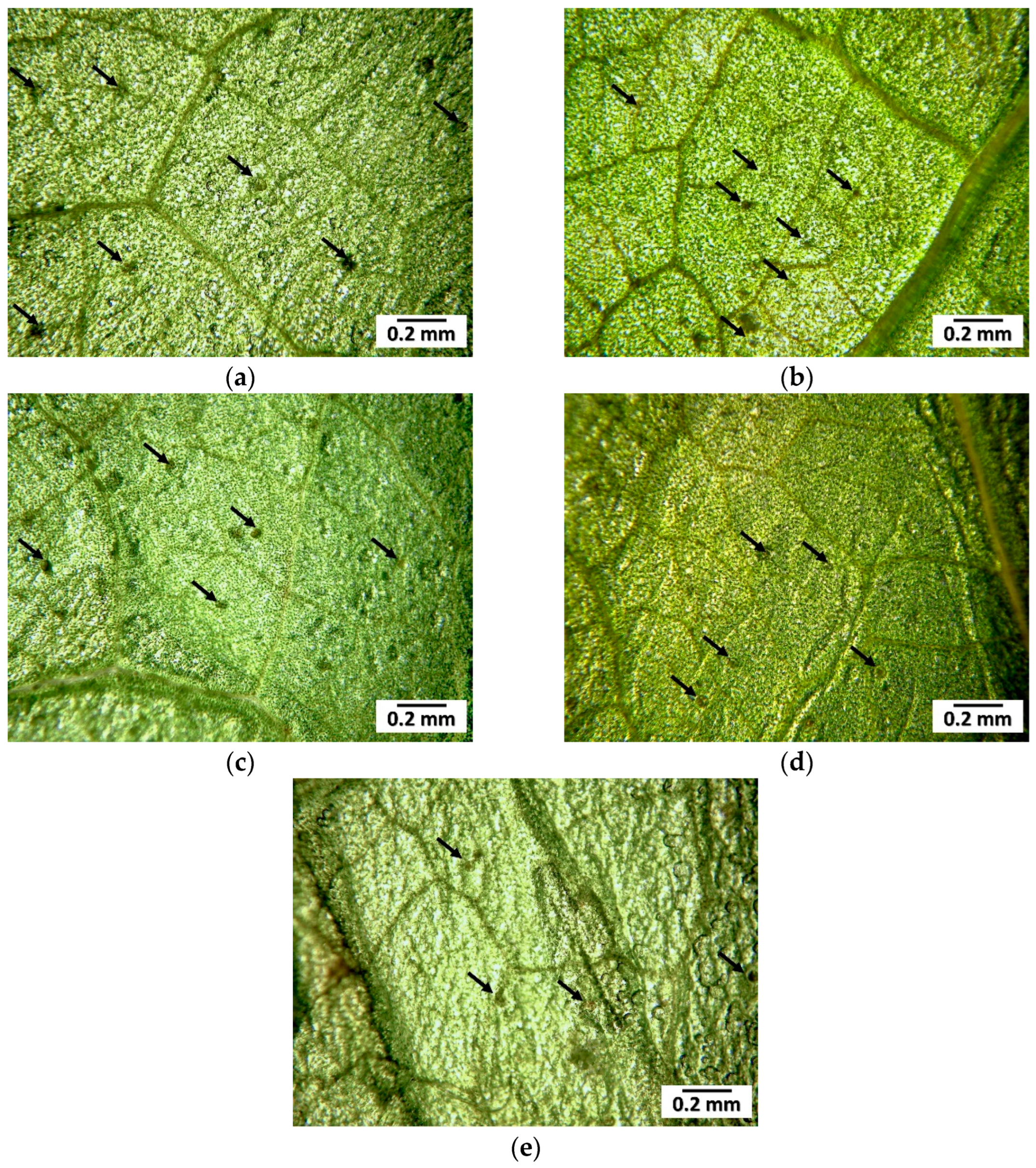 Horticulturae 10 01231 g005