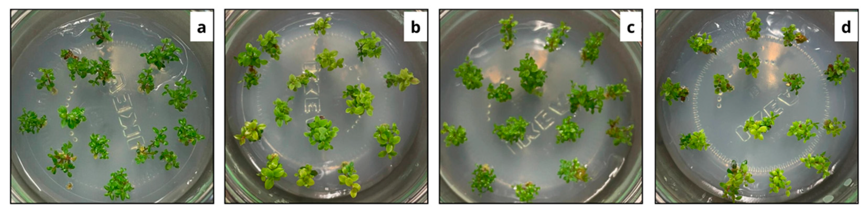Horticulturae 10 01234 g004