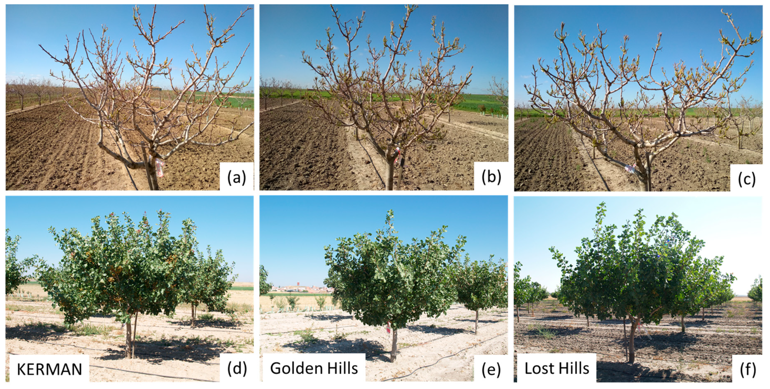 Horticulturae 10 01235 g0a1