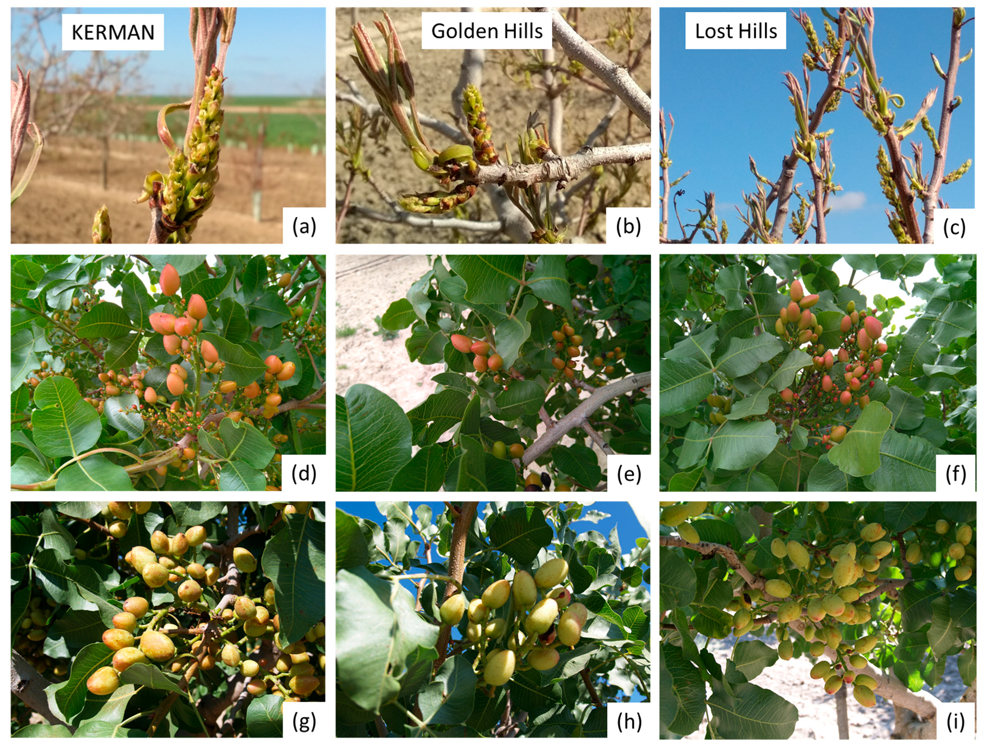 Horticulturae 10 01235 g0a2