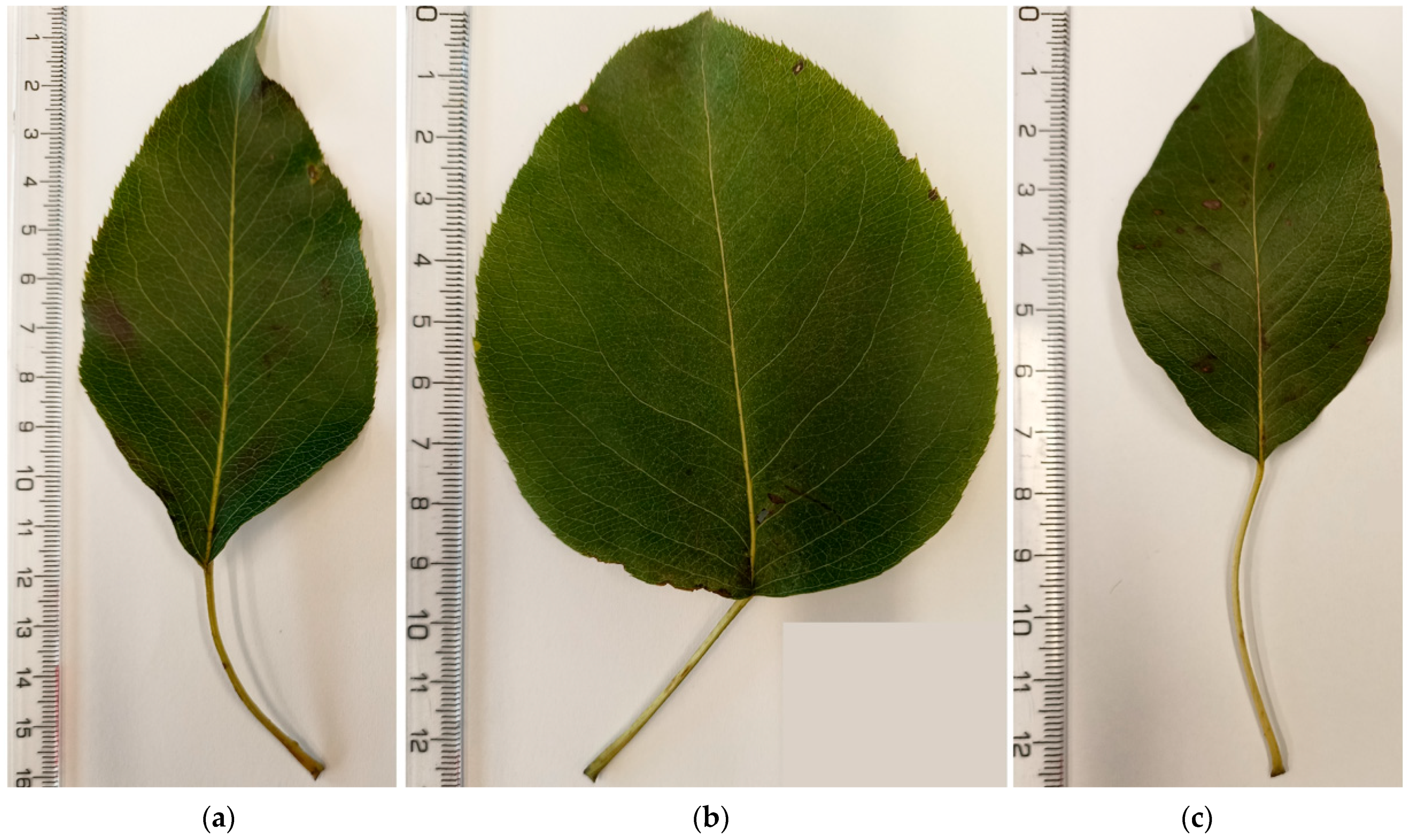 Horticulturae 10 01241 g004