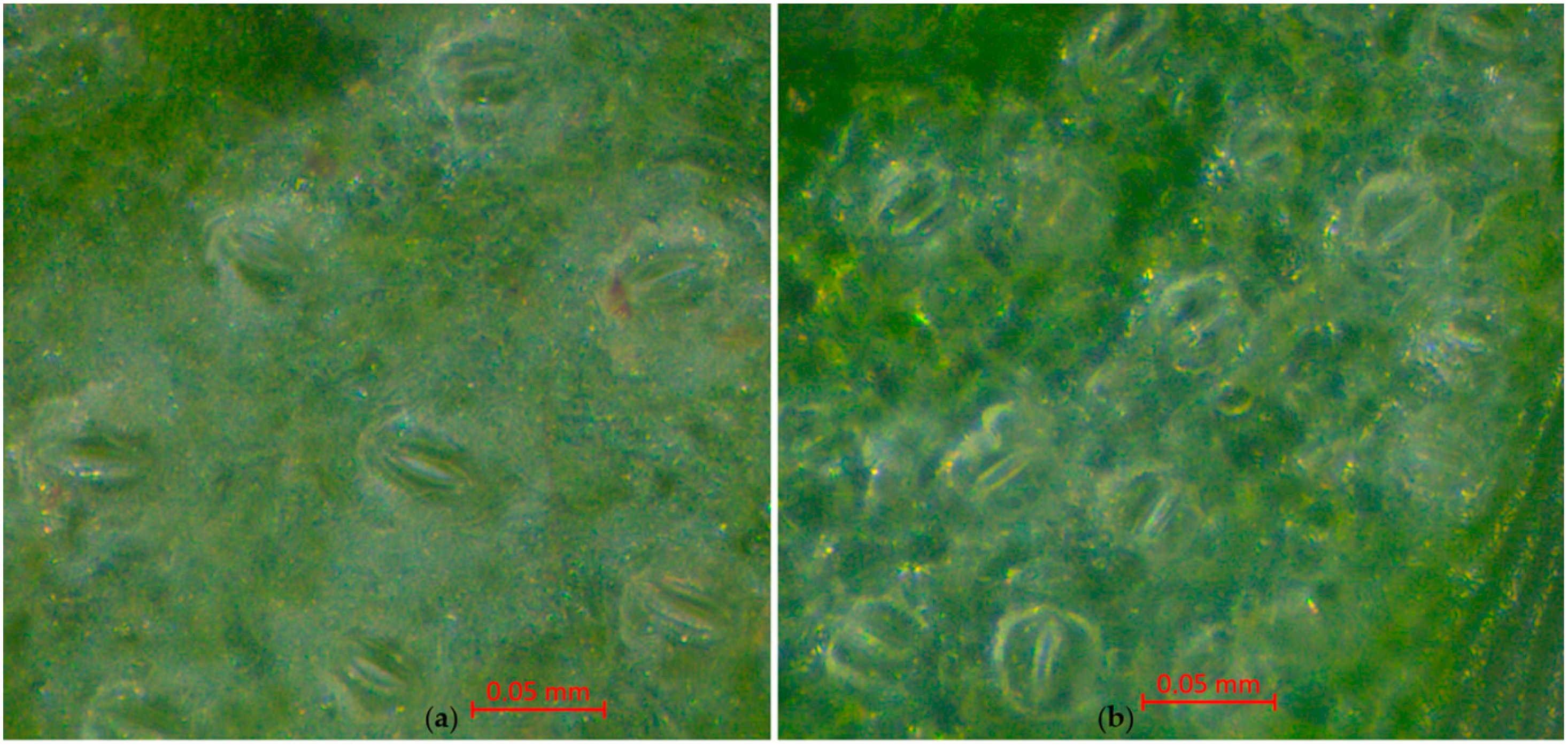 Horticulturae 10 01241 g010