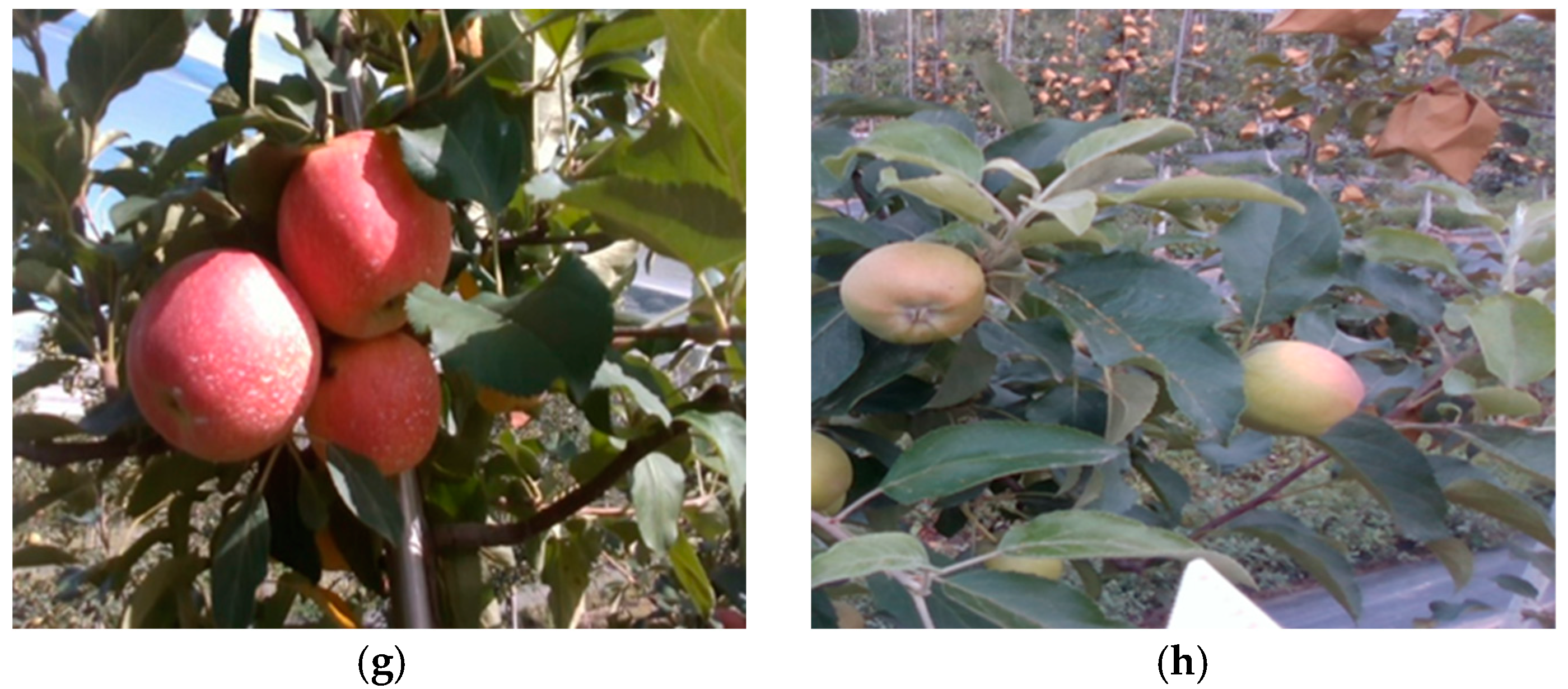 Horticulturae 10 01246 g003b