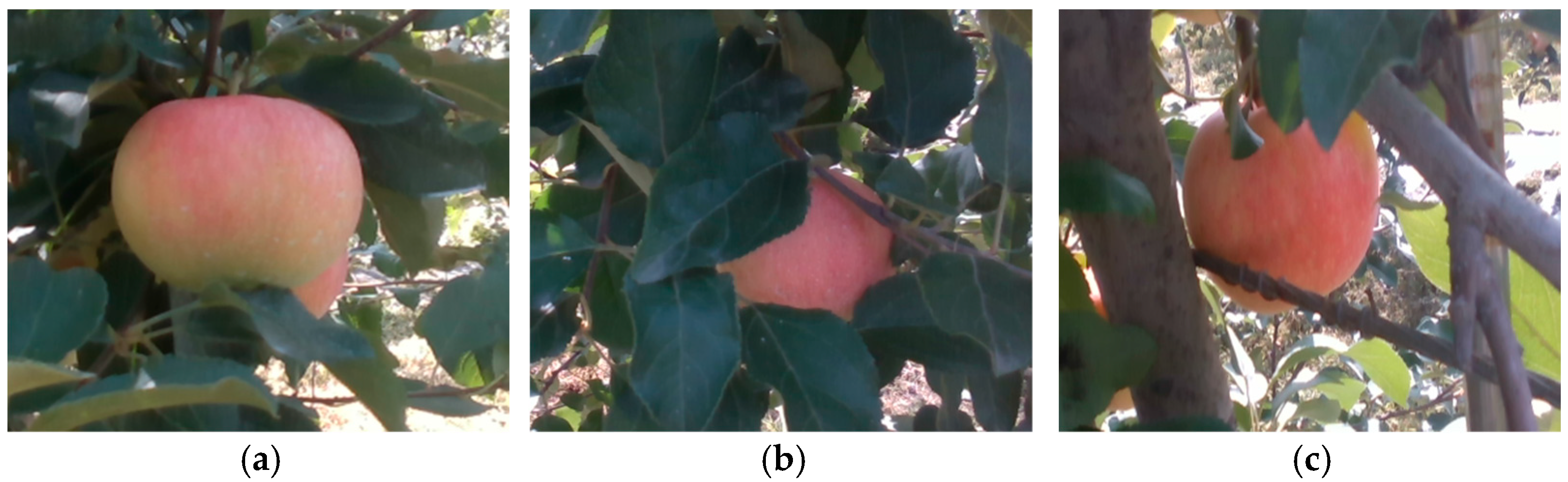 Horticulturae 10 01246 g004