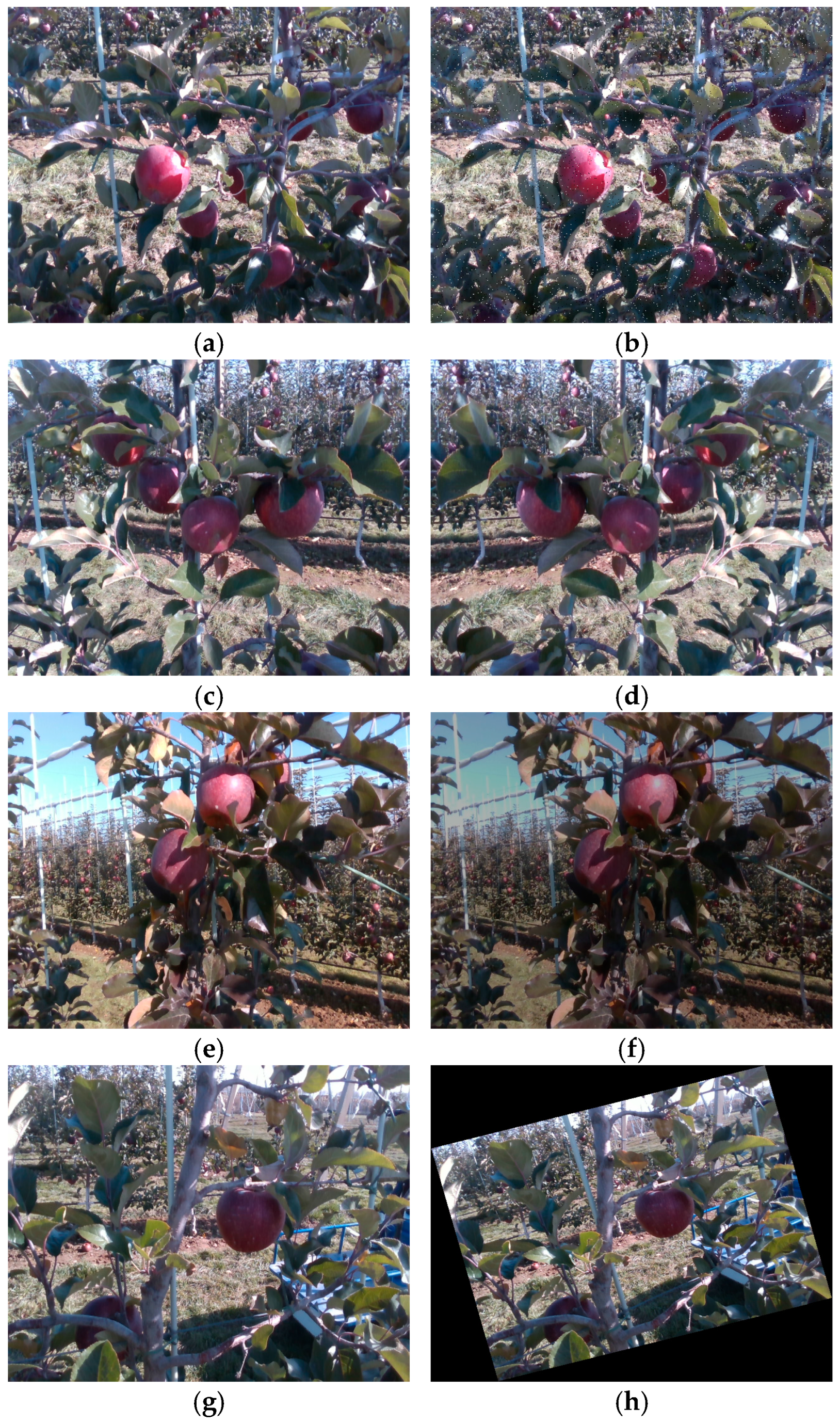 Horticulturae 10 01246 g005