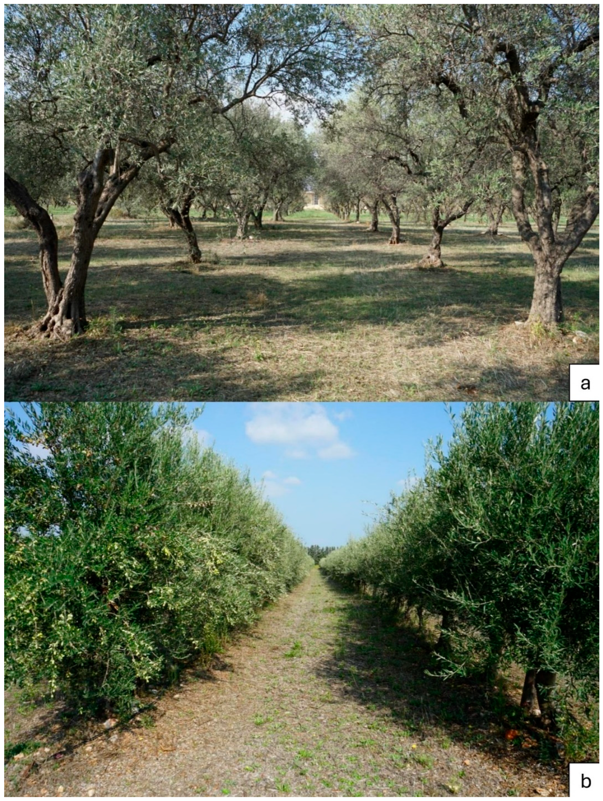 Horticulturae 10 01251 g001